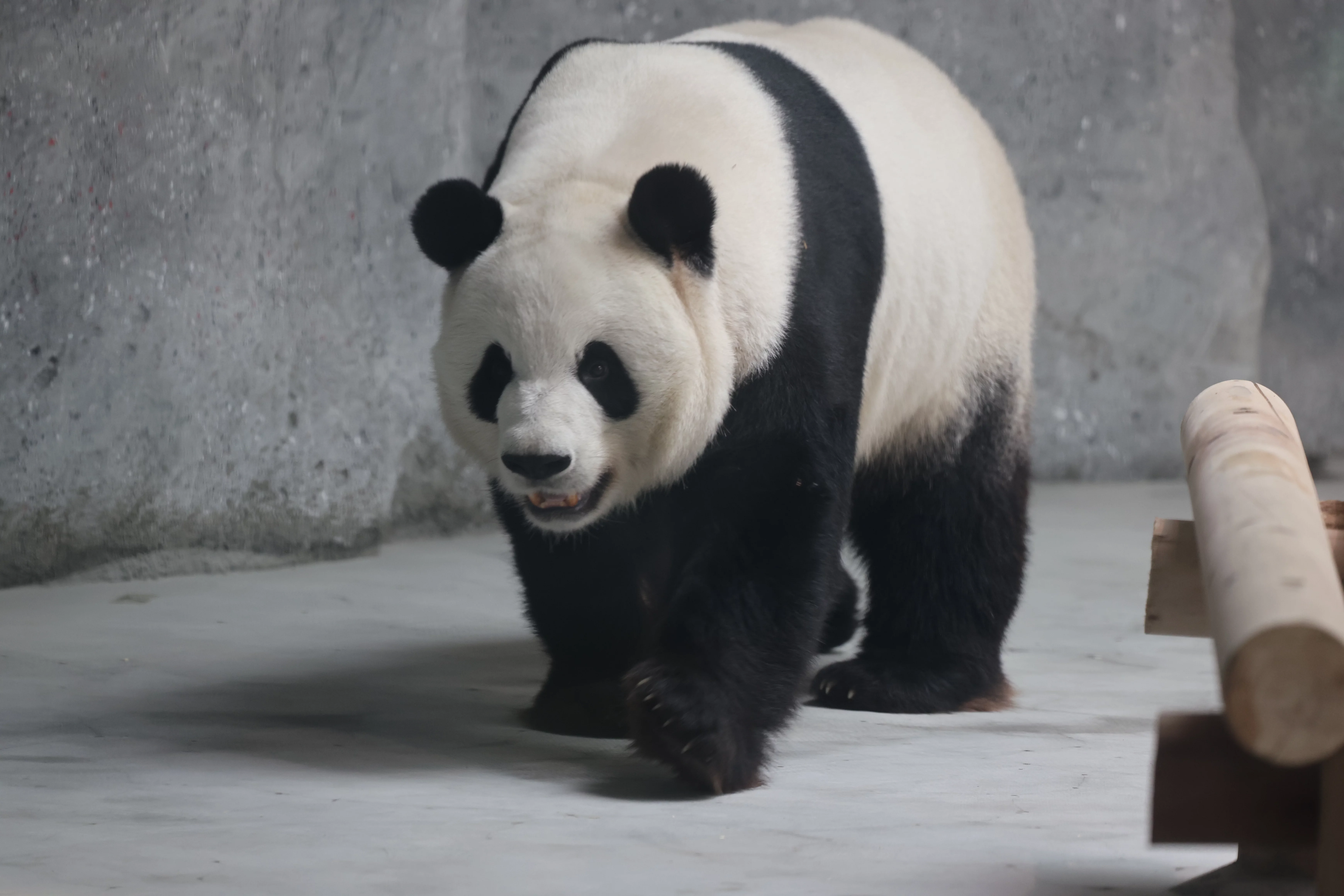 Beijing Zoo
