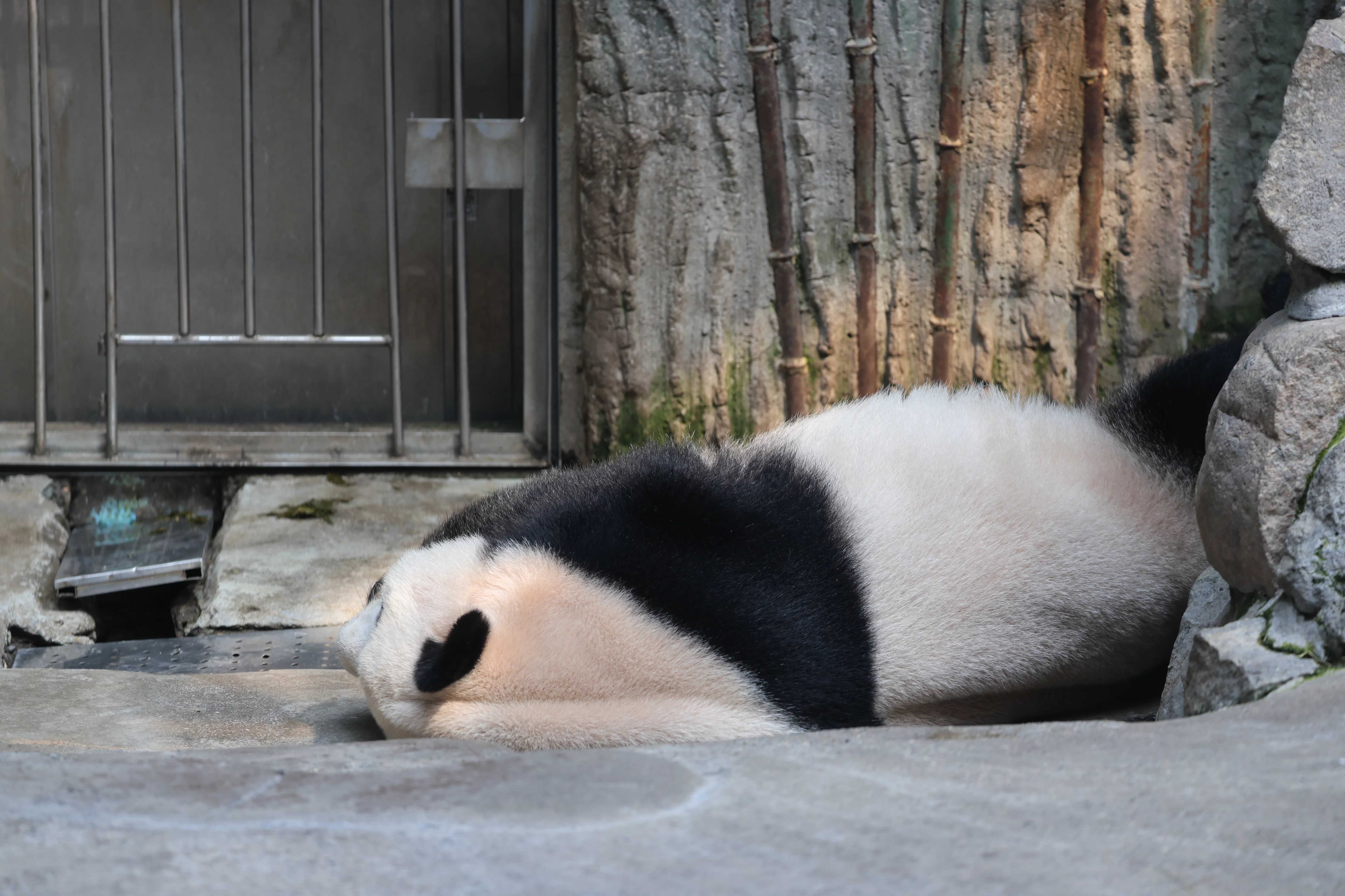 Beijing Zoo