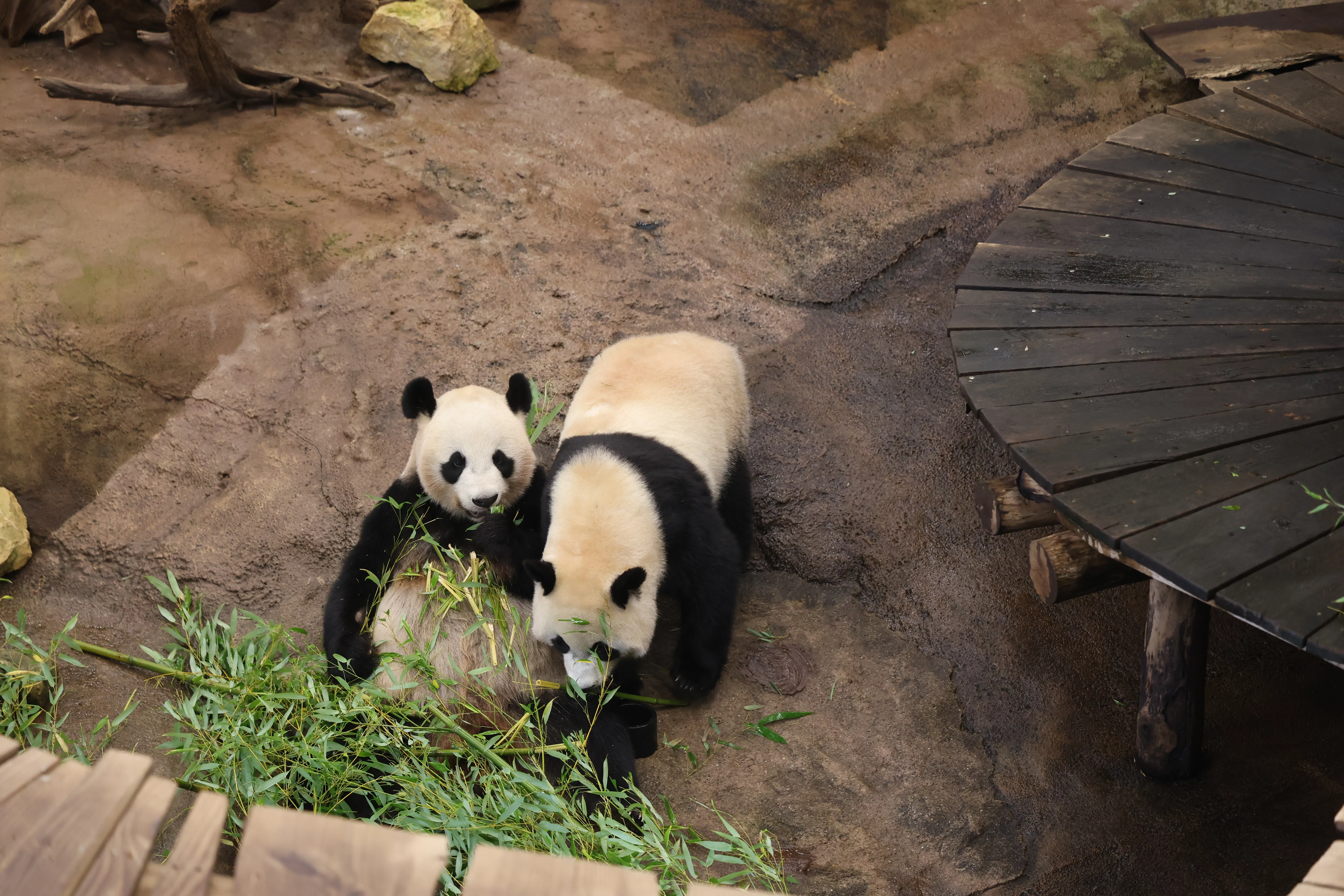 Ouwehands Dierenpark Rhenen