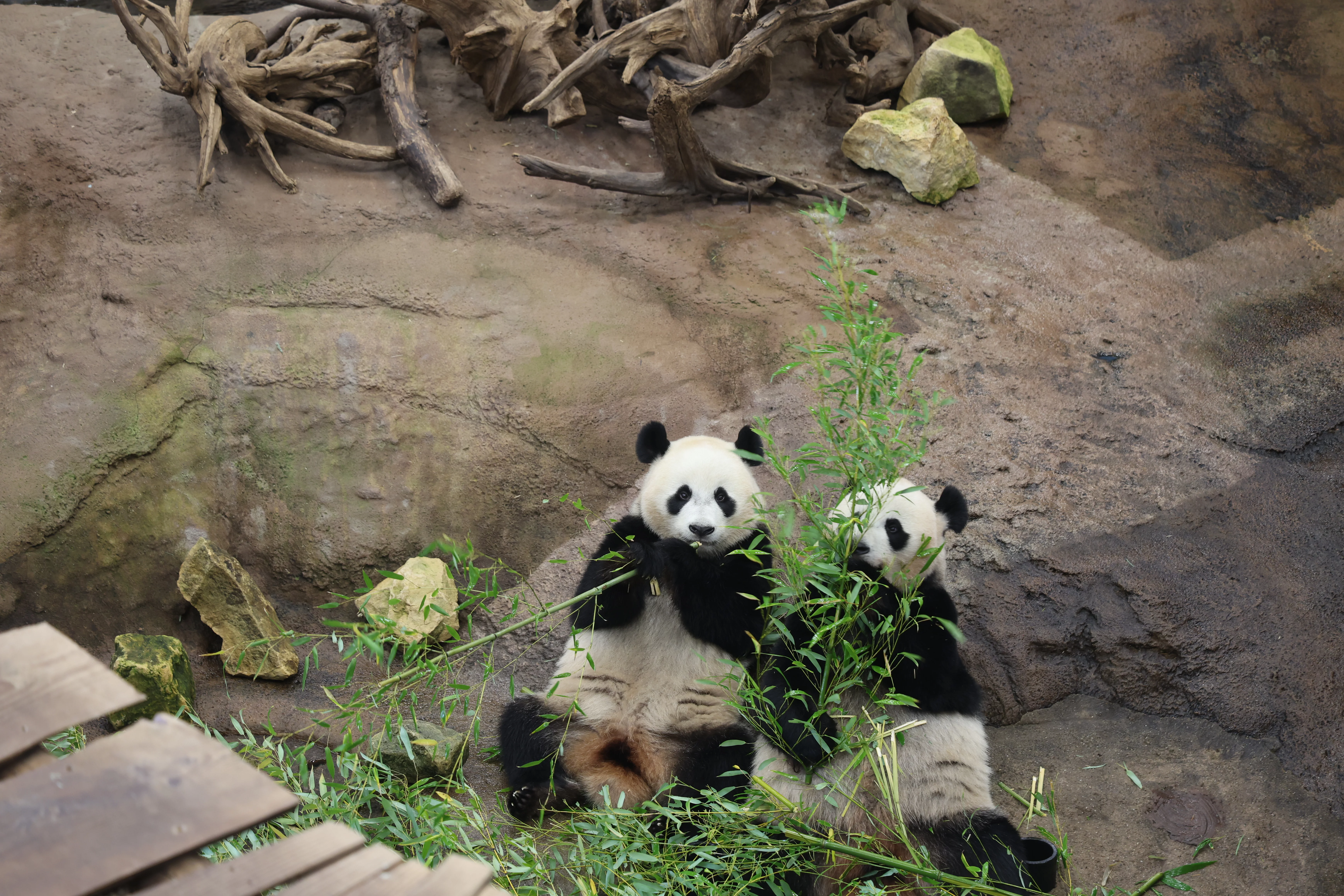 Ouwehands Dierenpark Rhenen