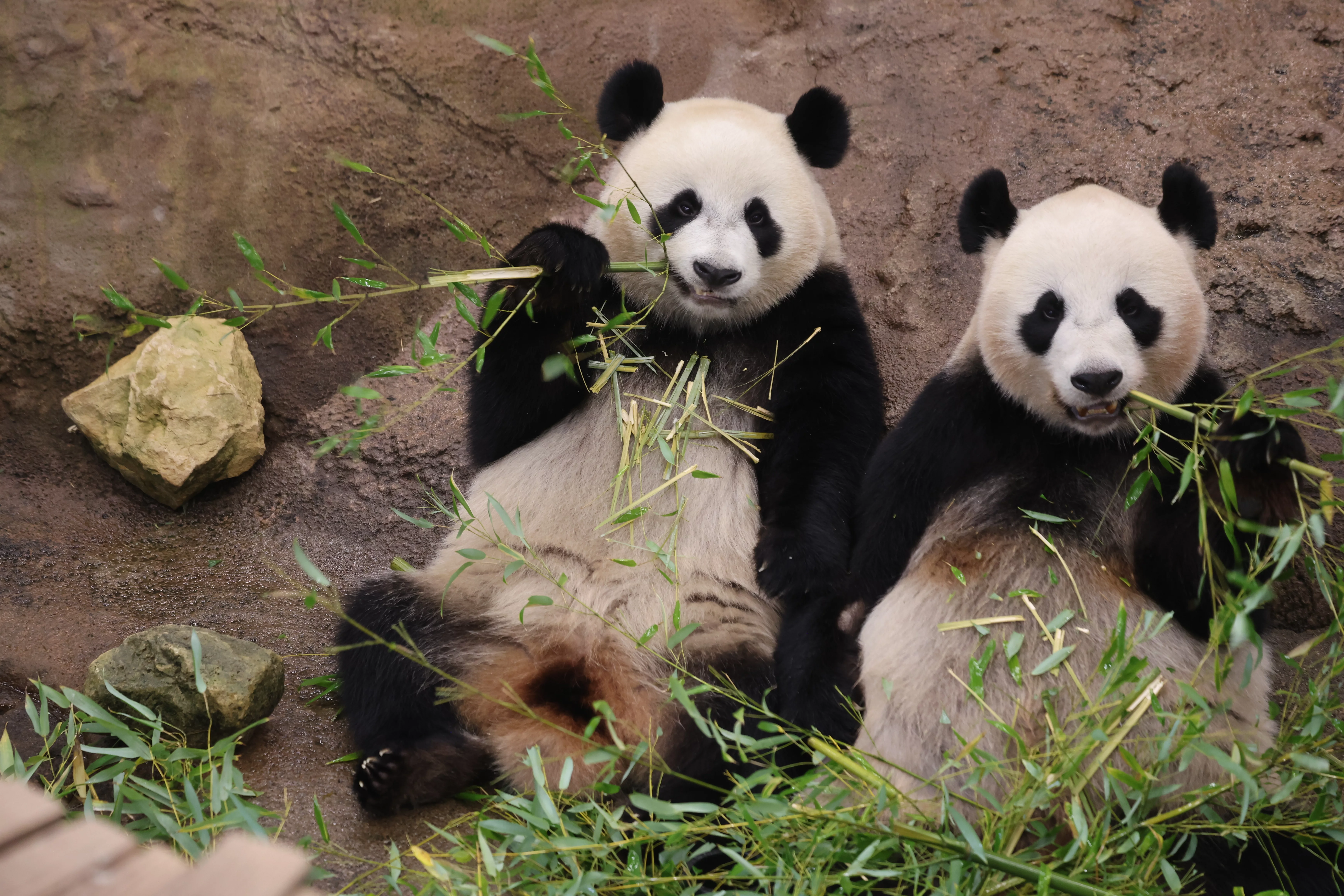Ouwehands Dierenpark Rhenen