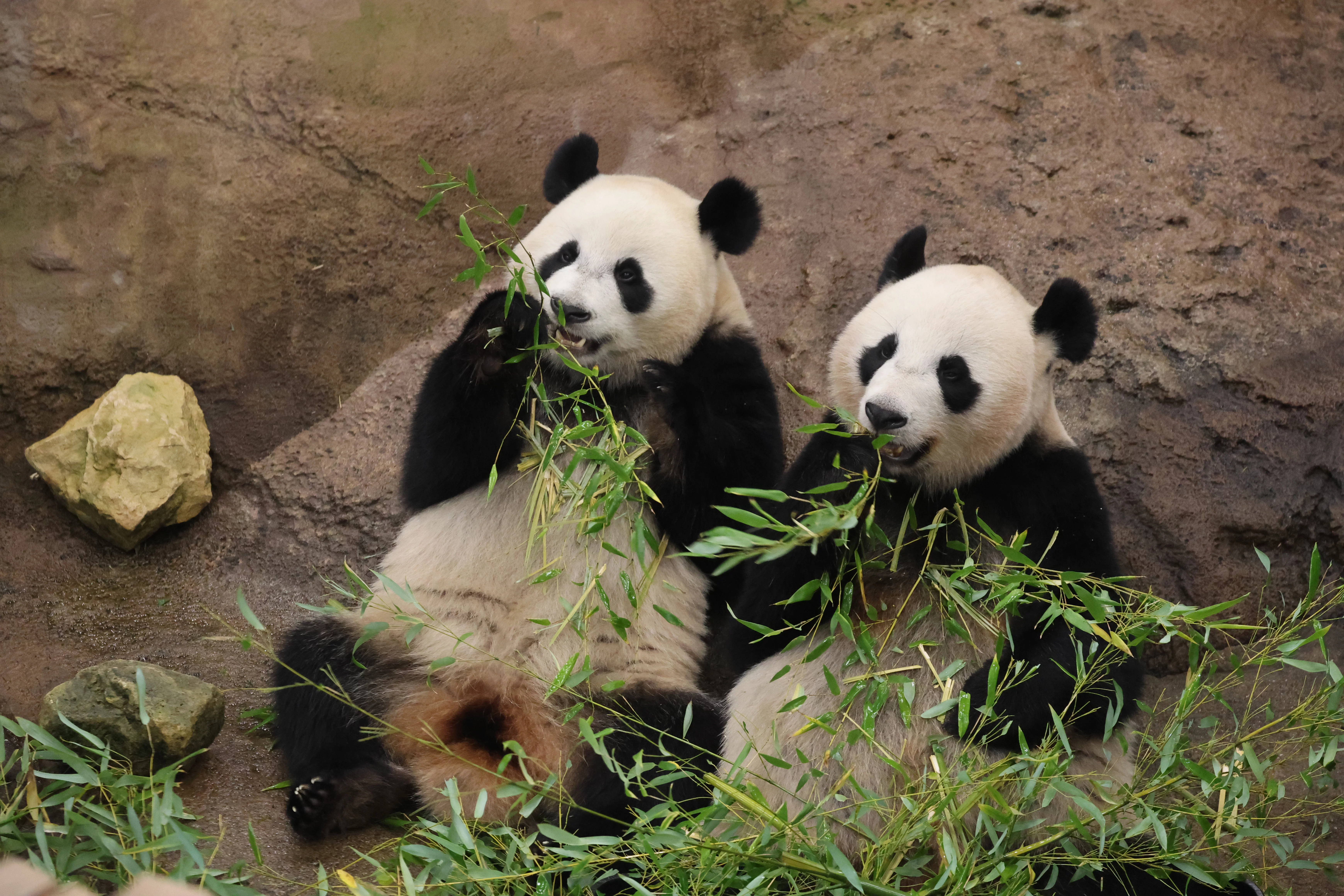 Ouwehands Dierenpark Rhenen