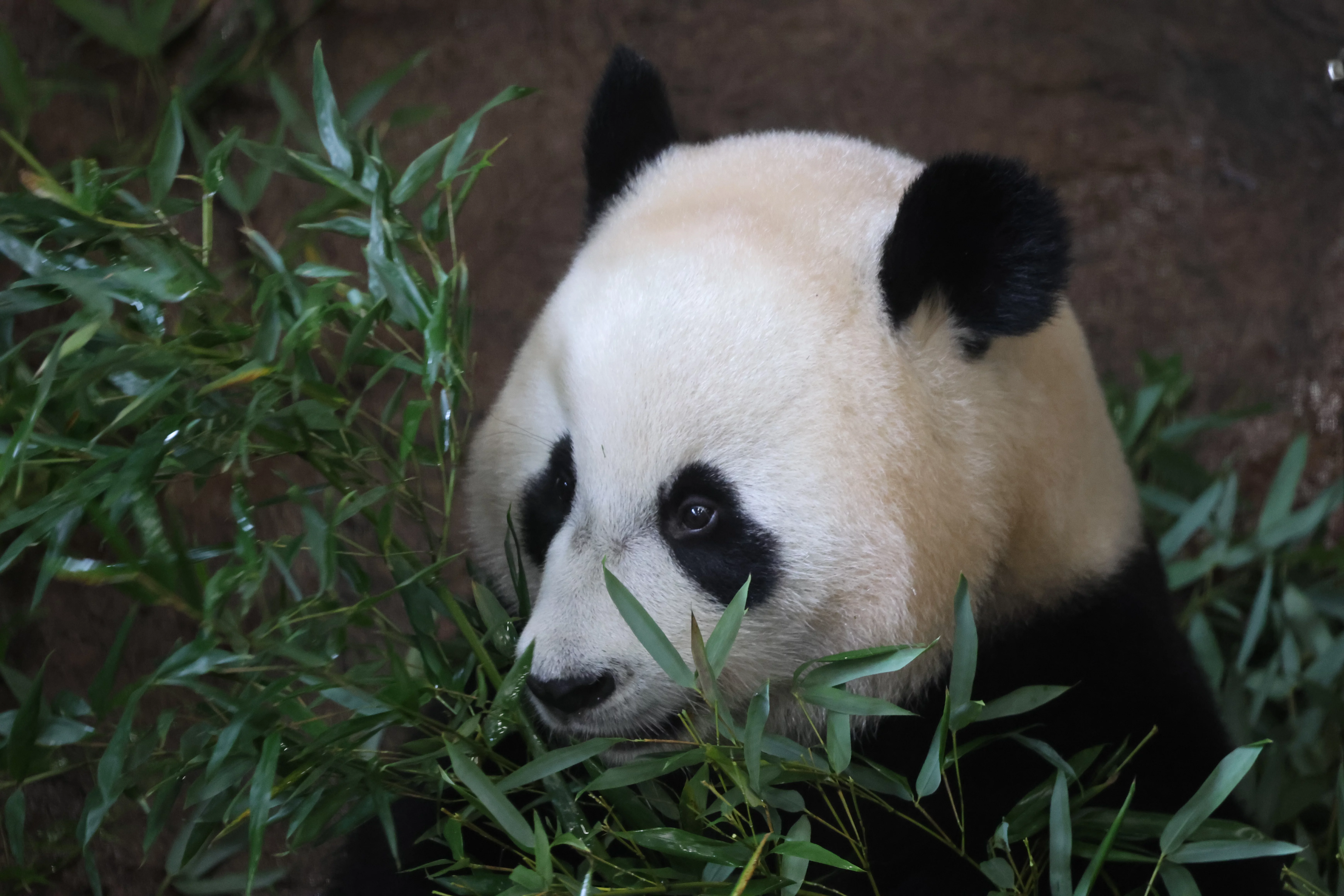 Ouwehands Dierenpark Rhenen