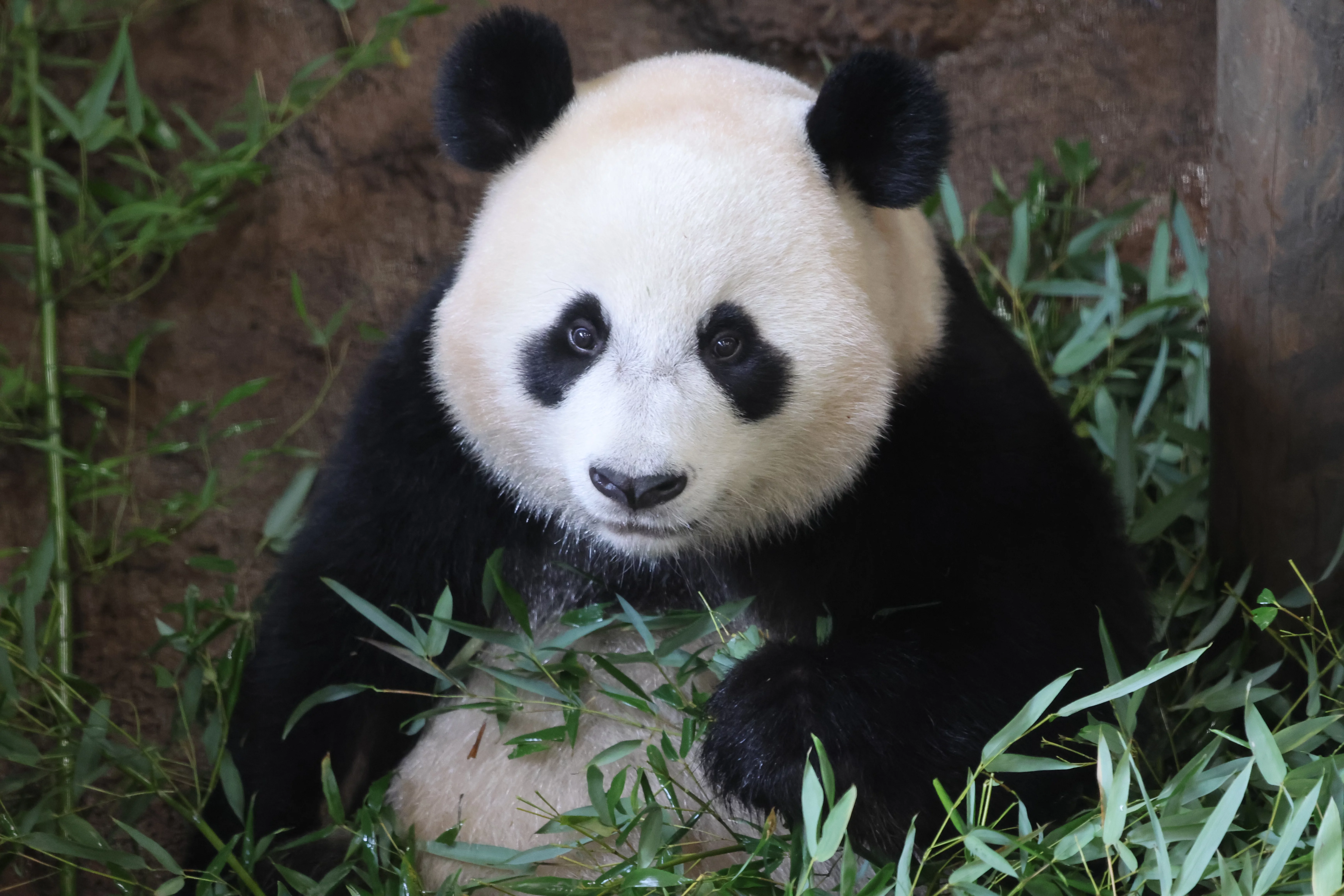 Ouwehands Dierenpark Rhenen