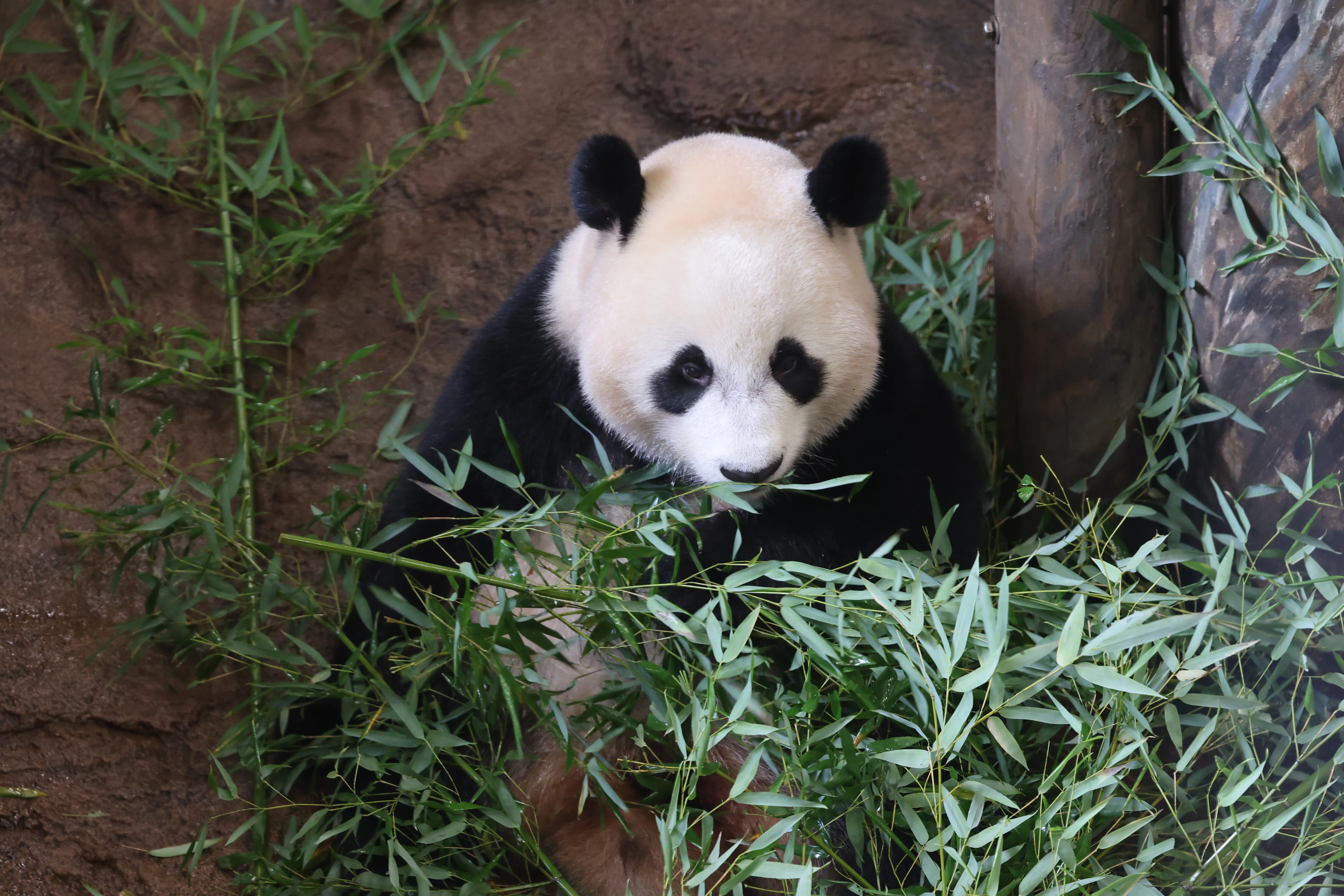 Ouwehands Dierenpark Rhenen