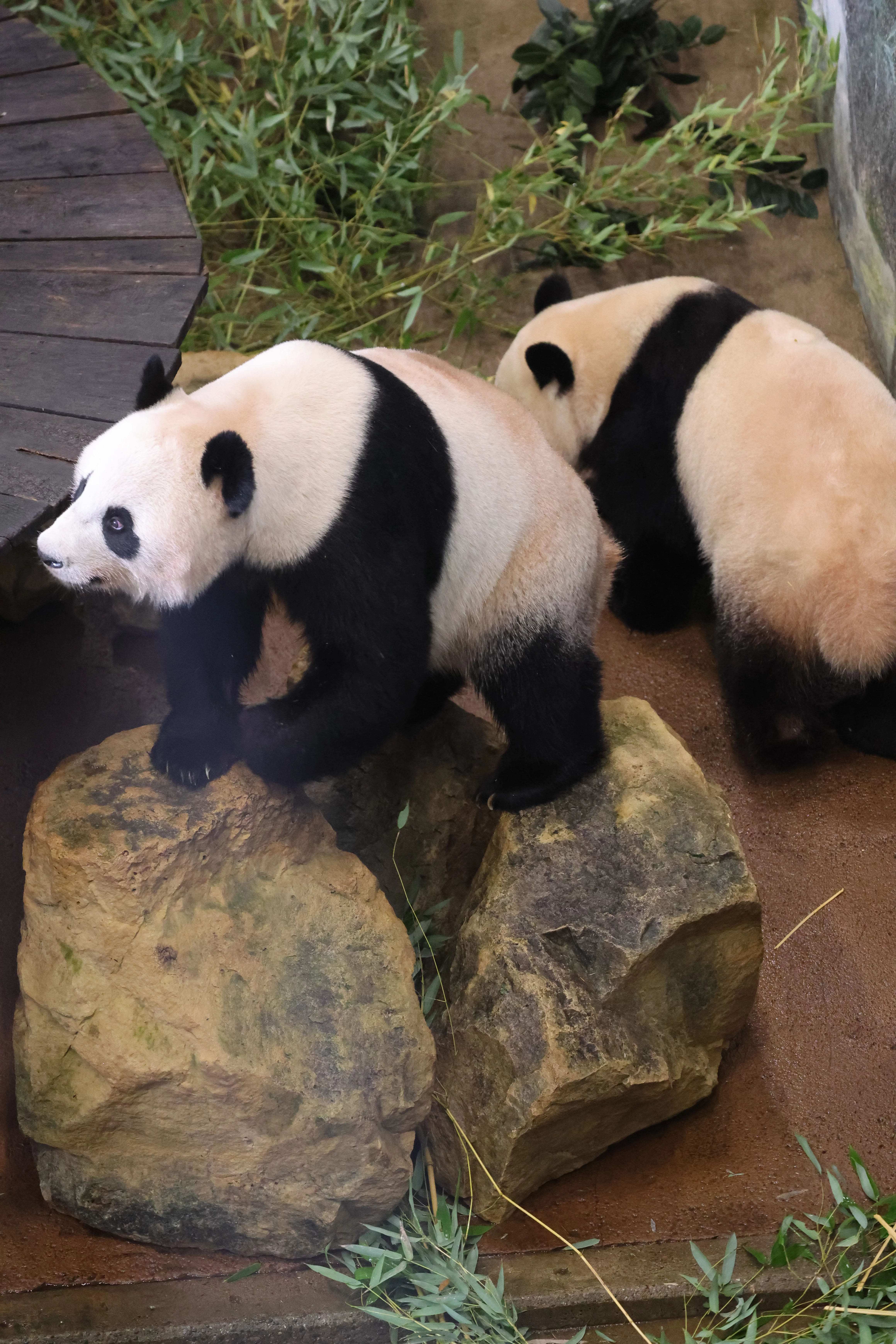Ouwehands Dierenpark Rhenen