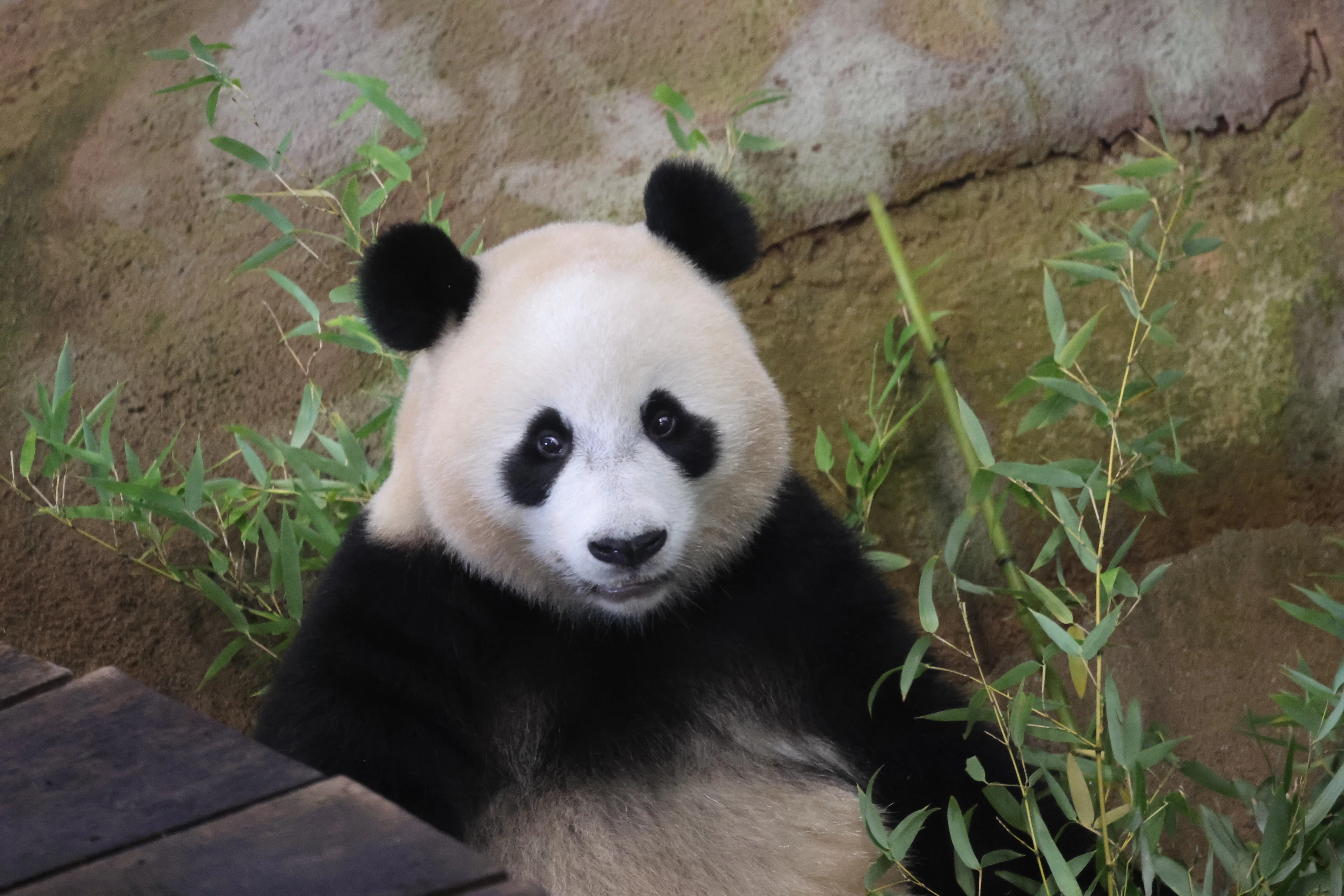 Ouwehands Dierenpark Rhenen
