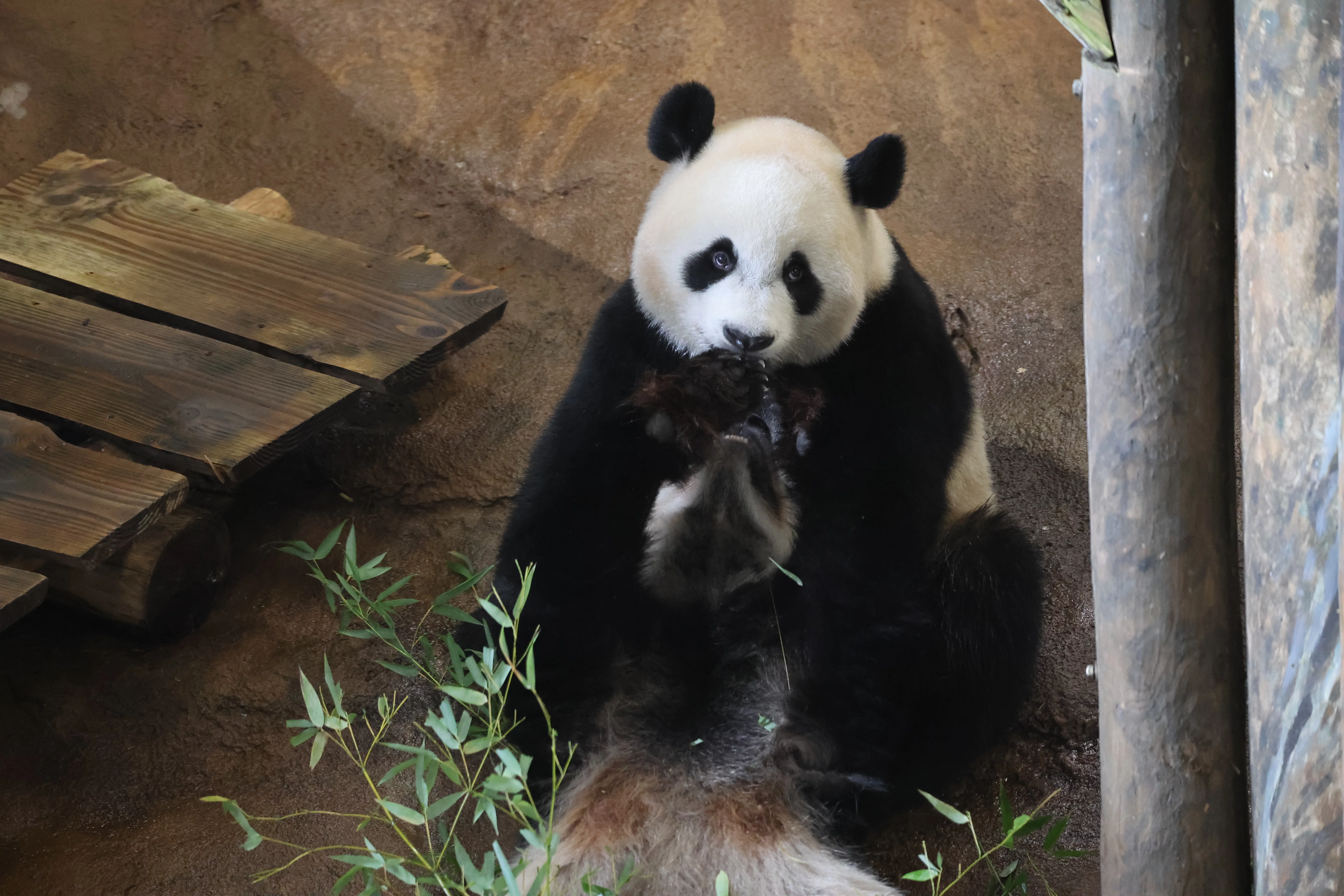 Ouwehands Dierenpark Rhenen