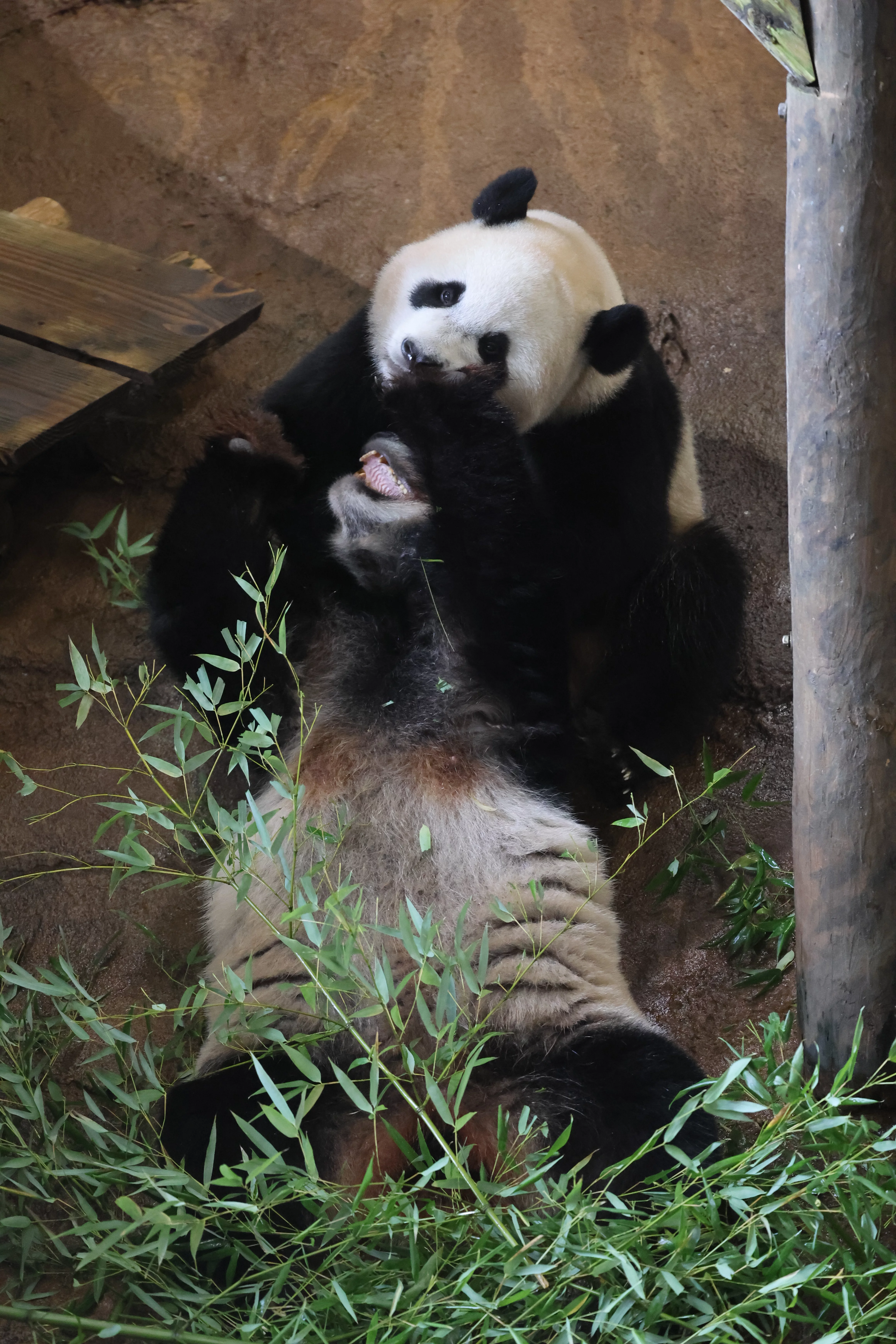 Ouwehands Dierenpark Rhenen