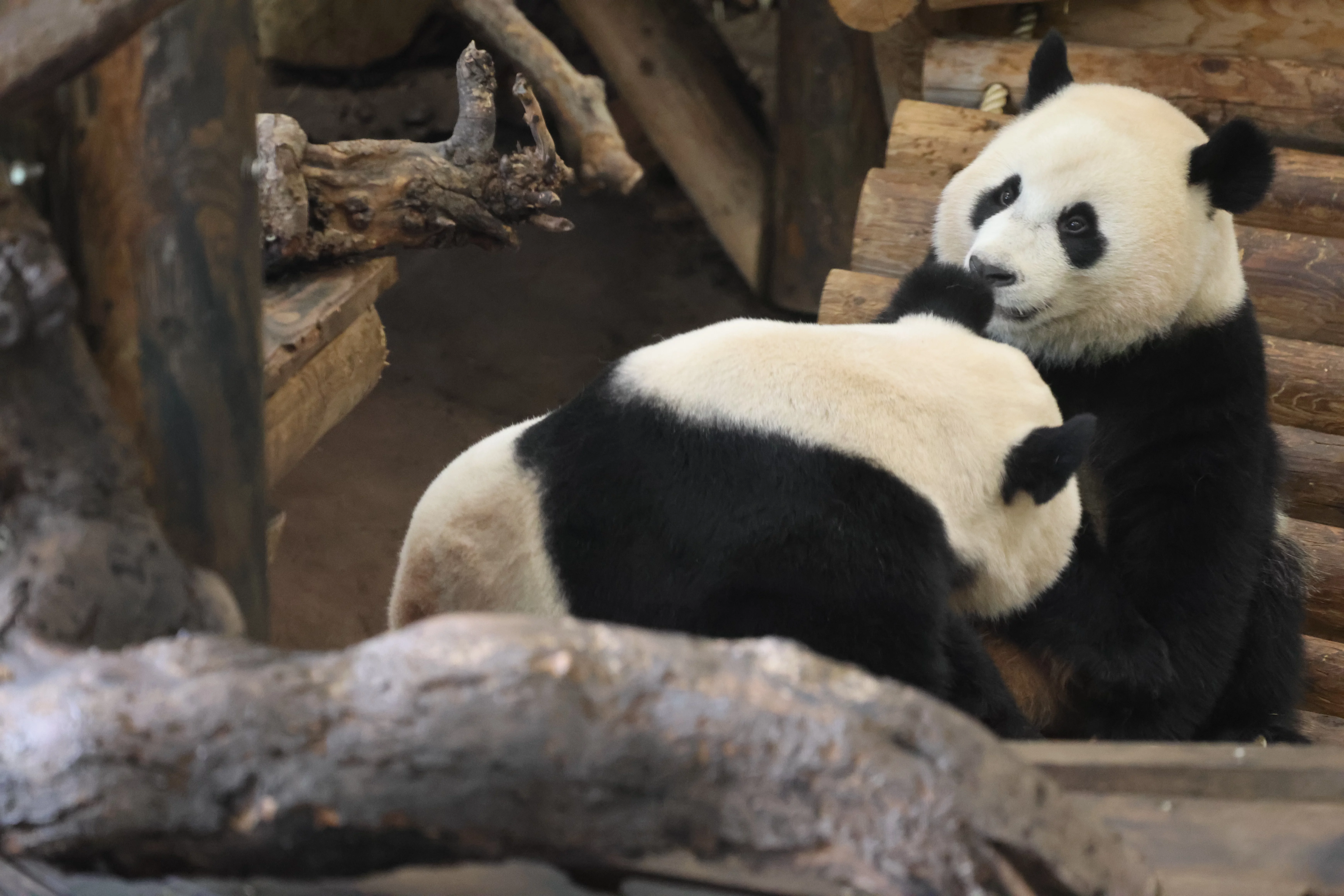 Ouwehands Dierenpark Rhenen