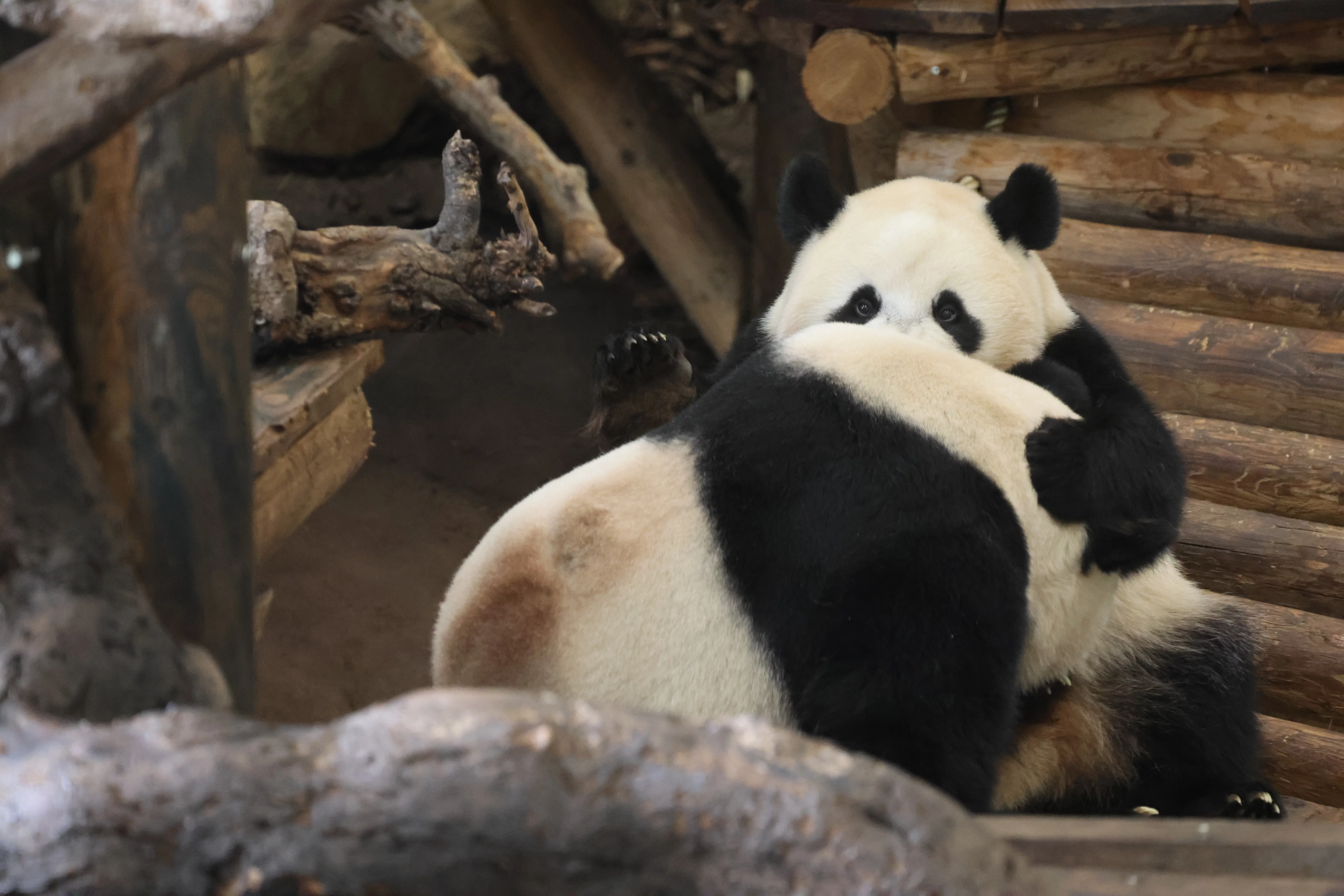 Ouwehands Dierenpark Rhenen