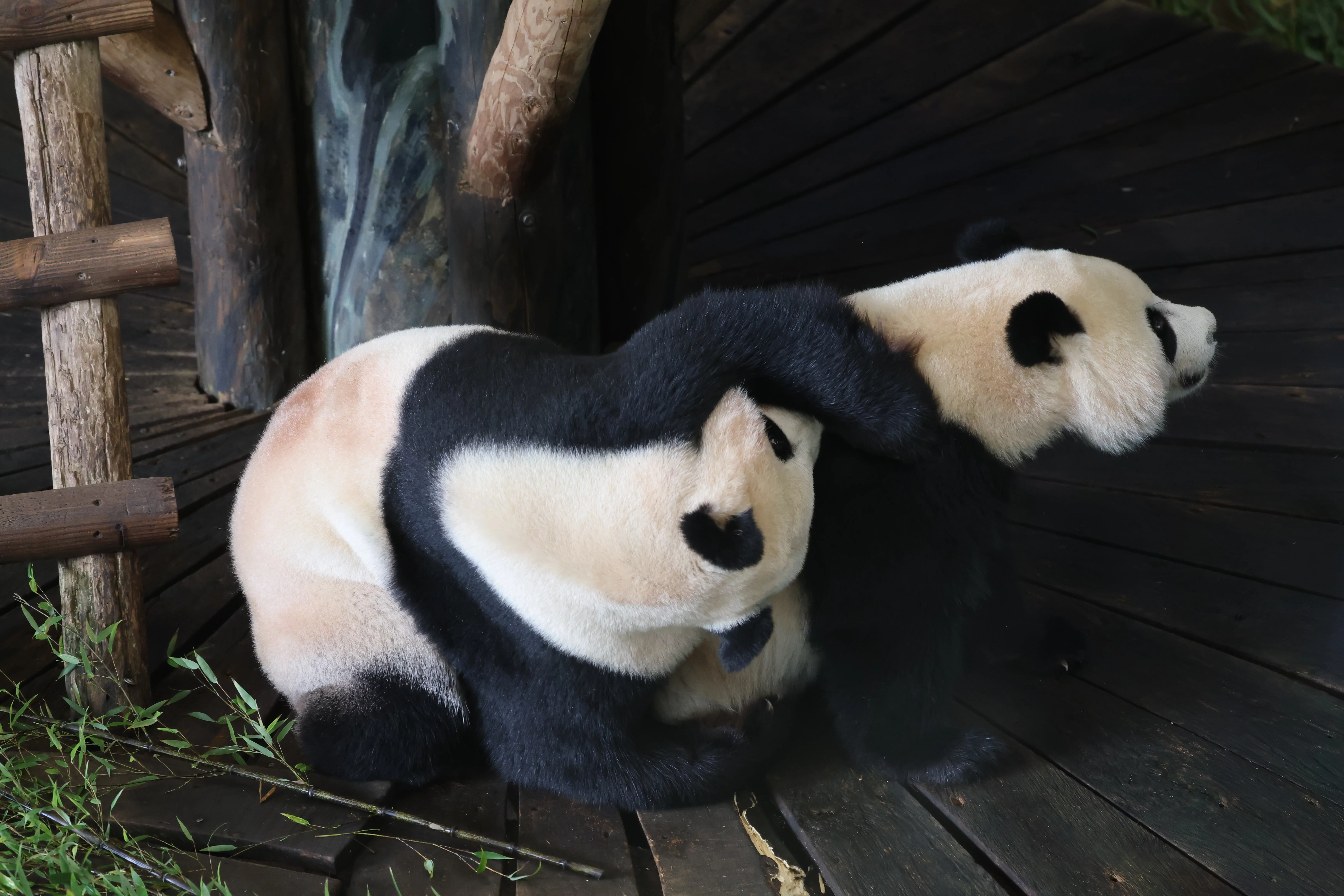 Ouwehands Dierenpark Rhenen