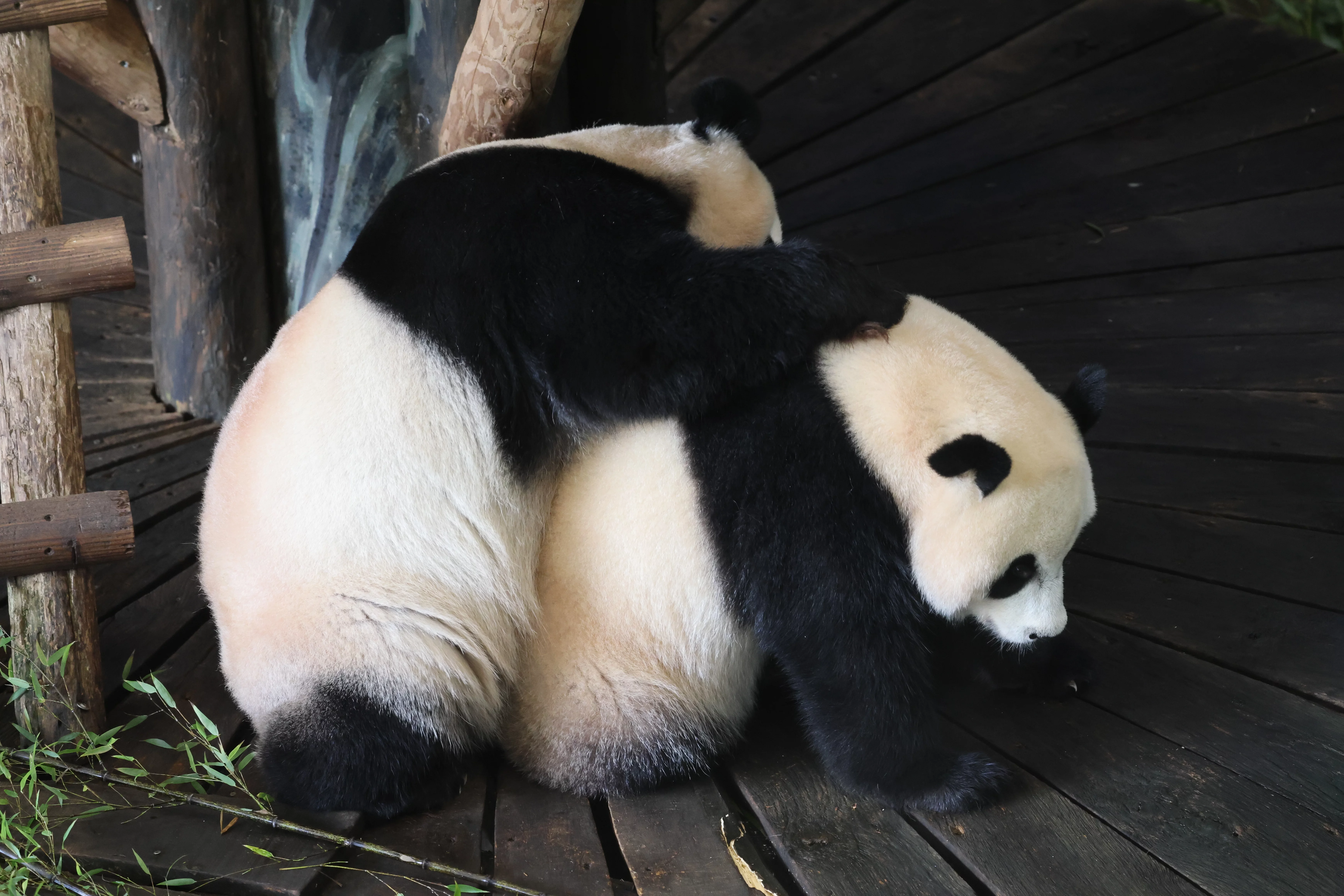 Ouwehands Dierenpark Rhenen