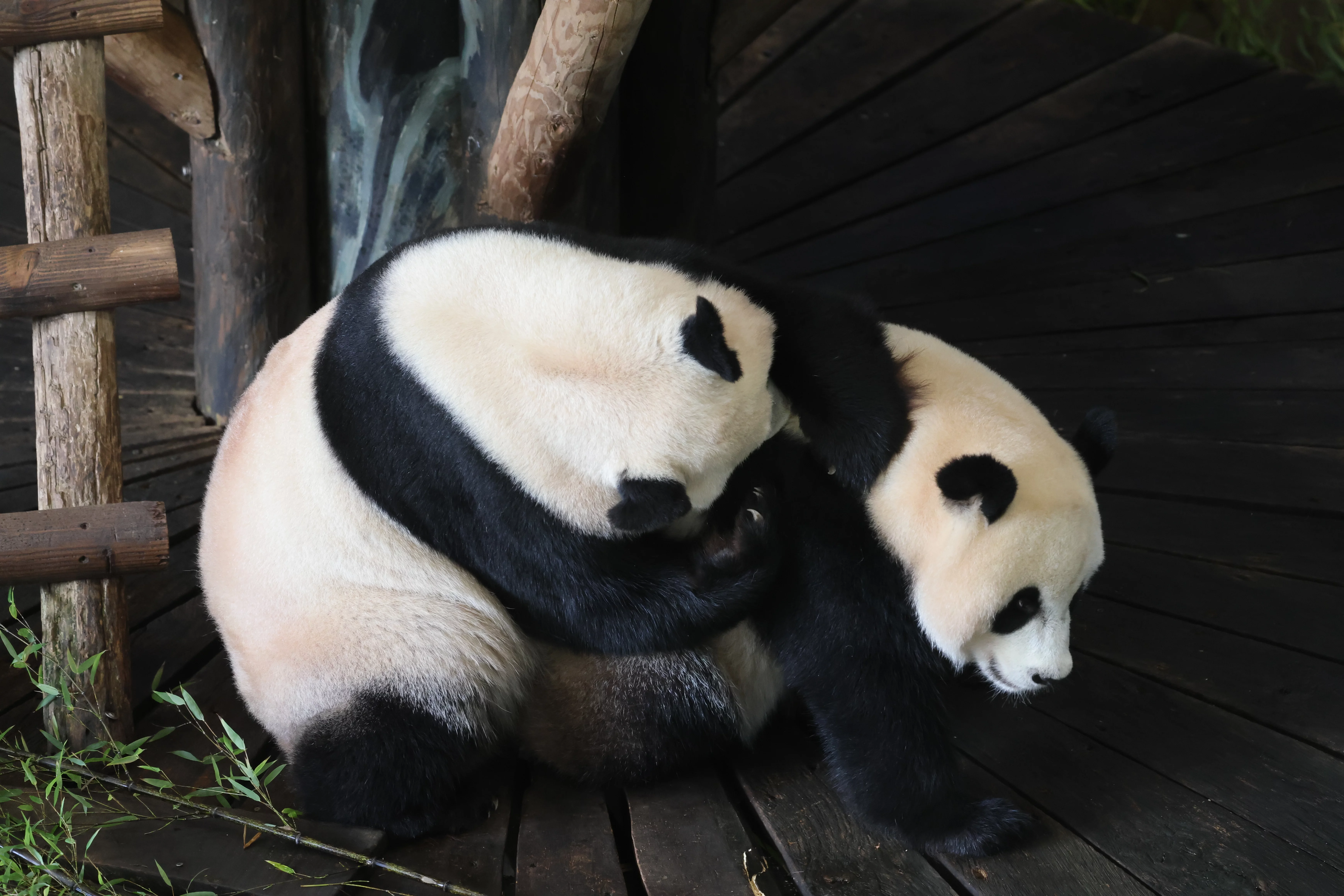 Ouwehands Dierenpark Rhenen