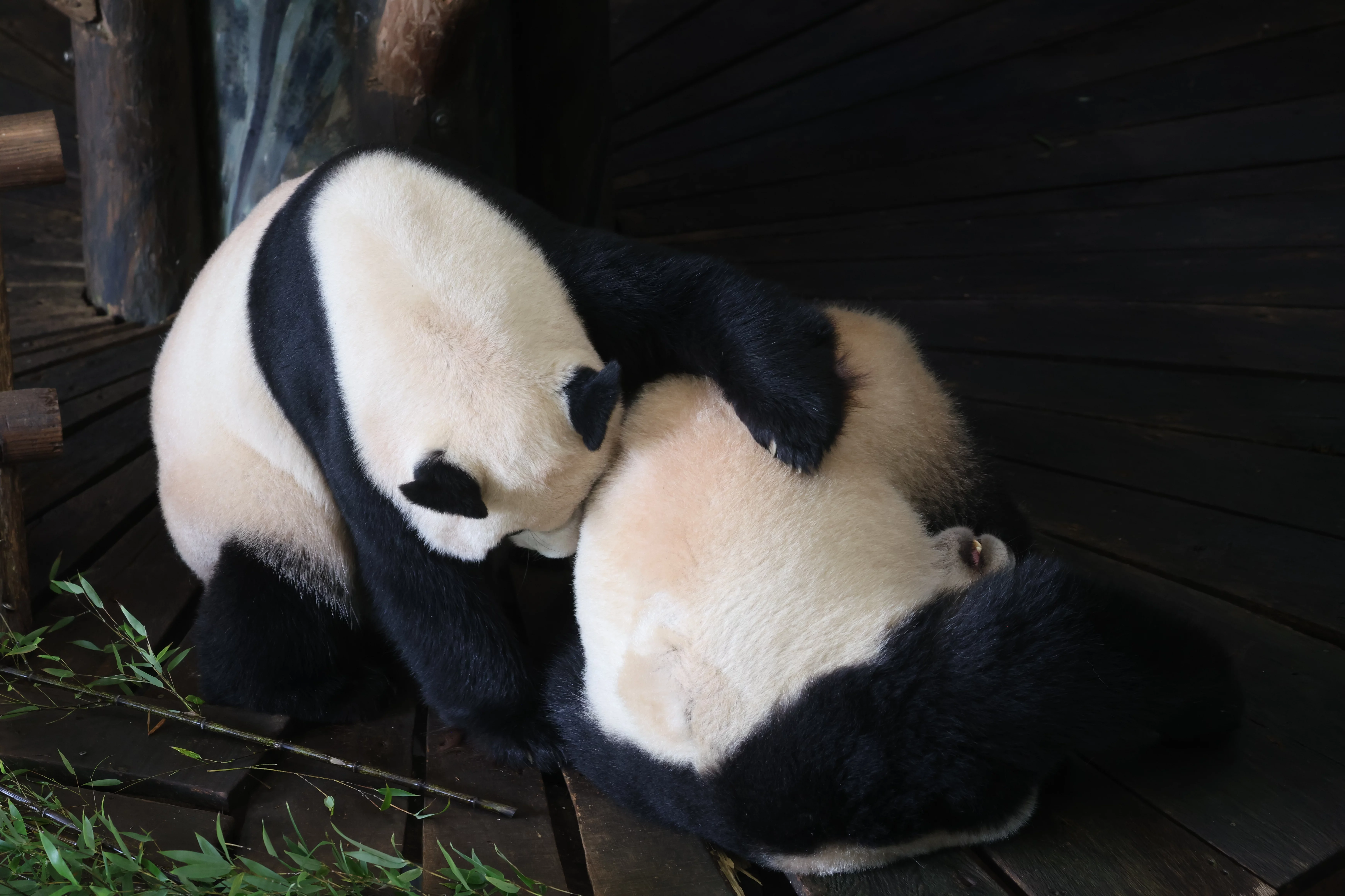 Ouwehands Dierenpark Rhenen