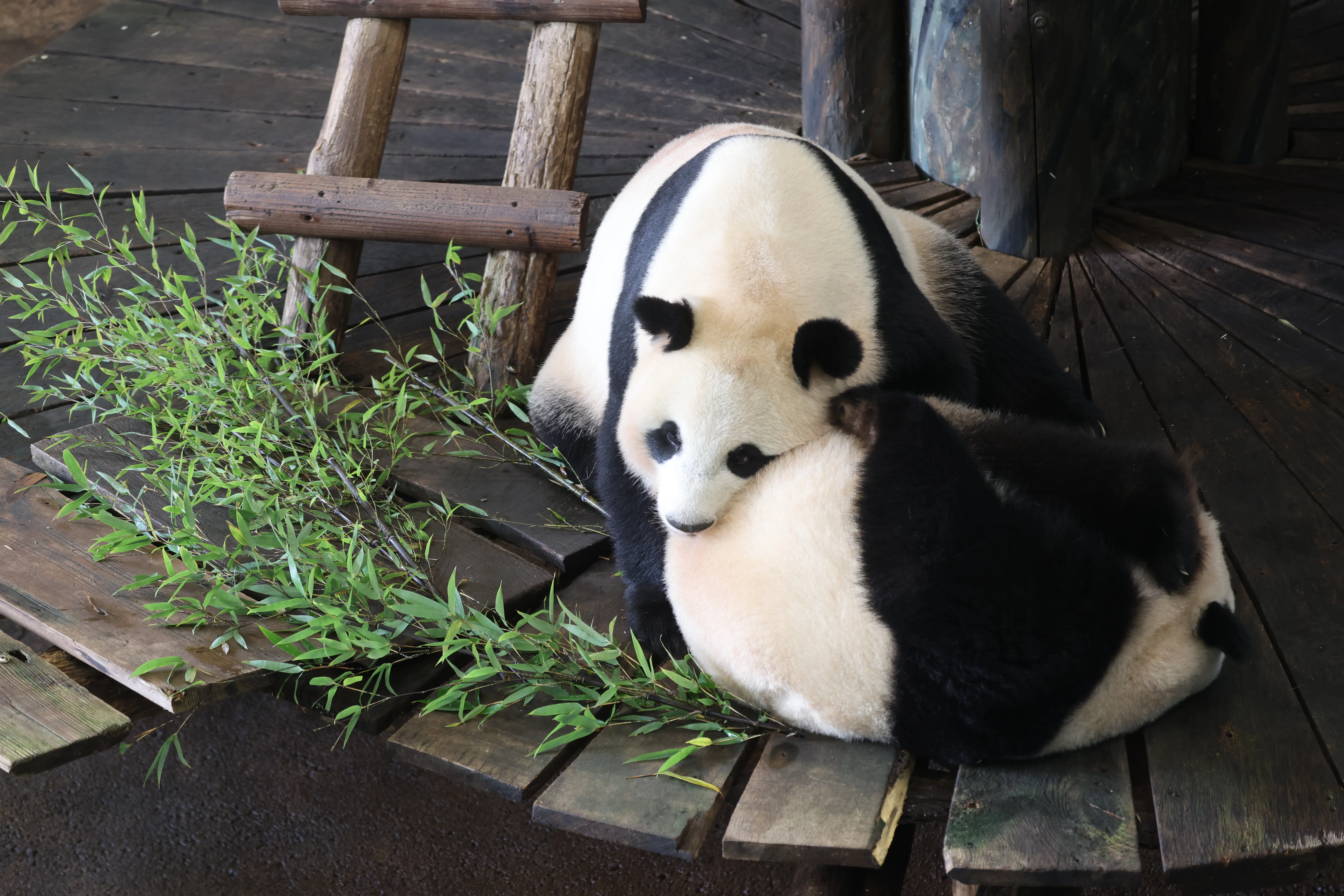 Ouwehands Dierenpark Rhenen