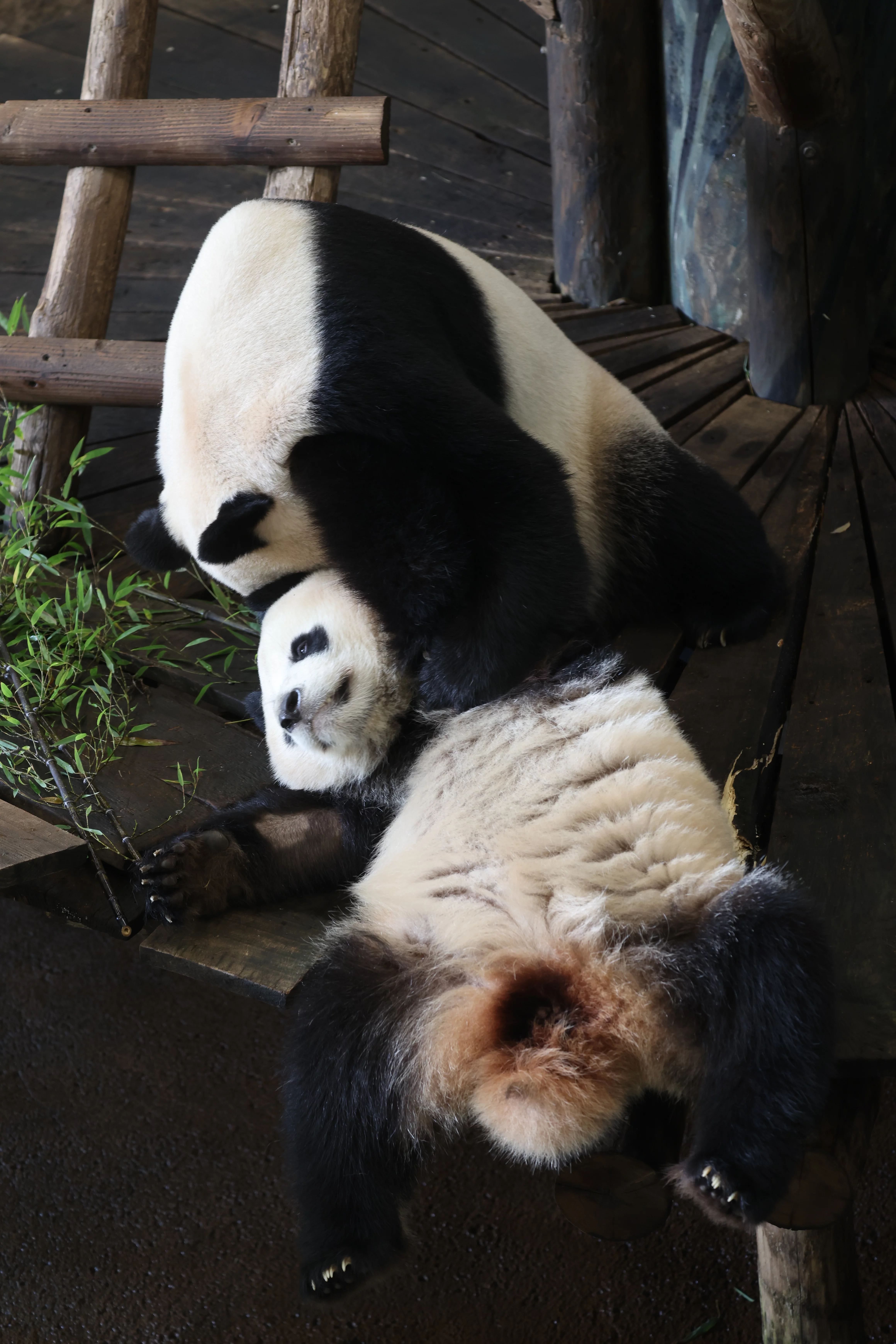 Ouwehands Dierenpark Rhenen