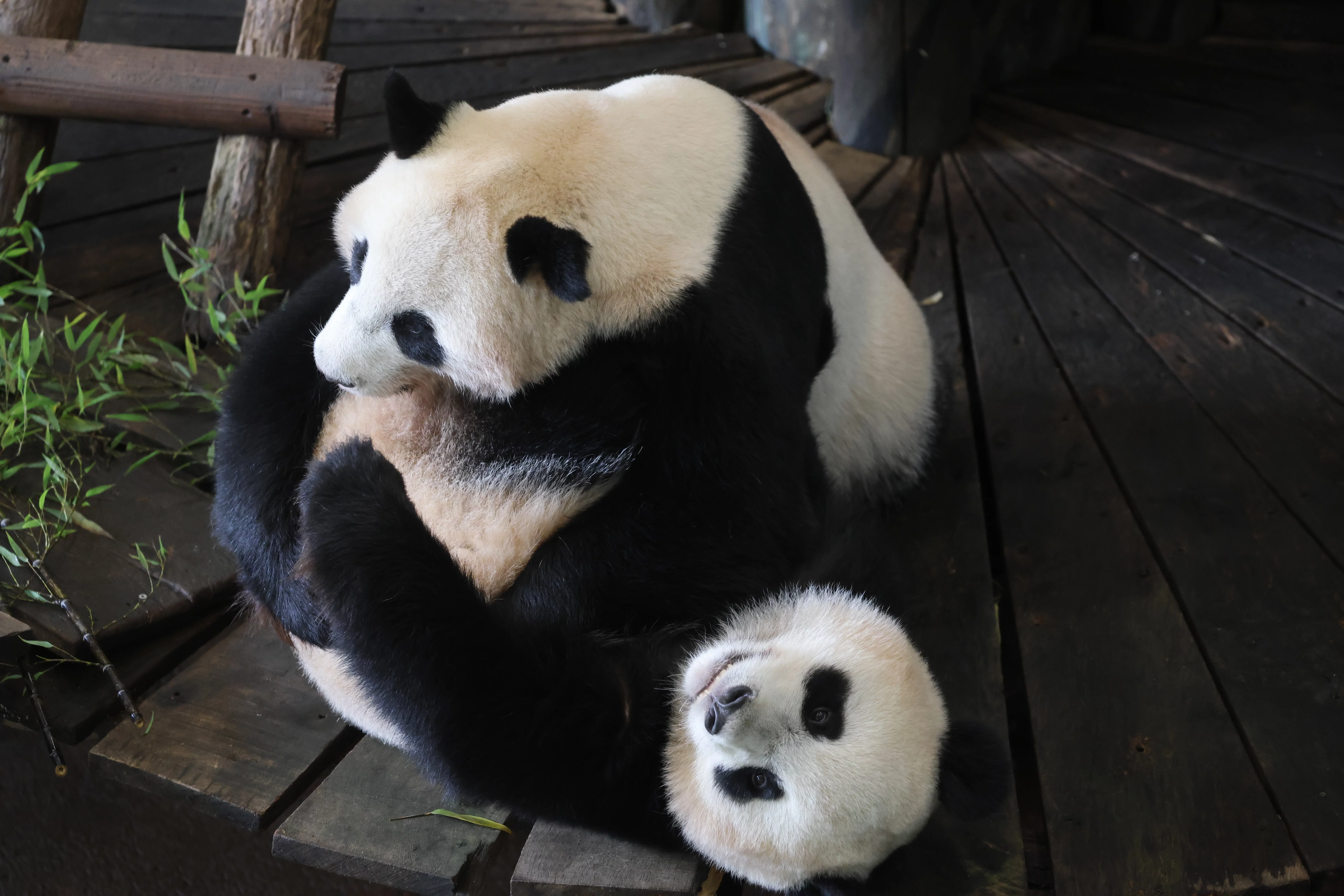 Ouwehands Dierenpark Rhenen