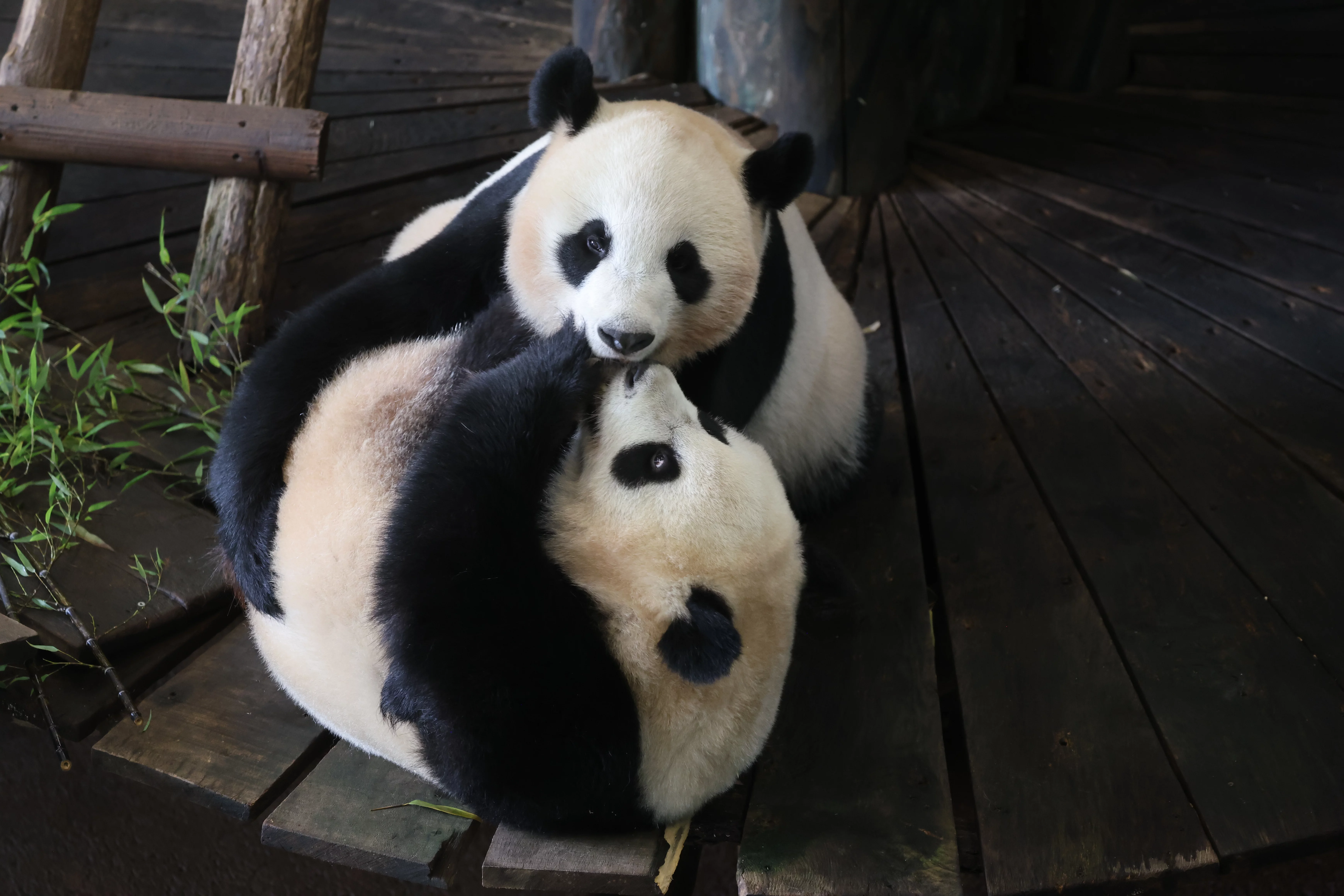 Ouwehands Dierenpark Rhenen
