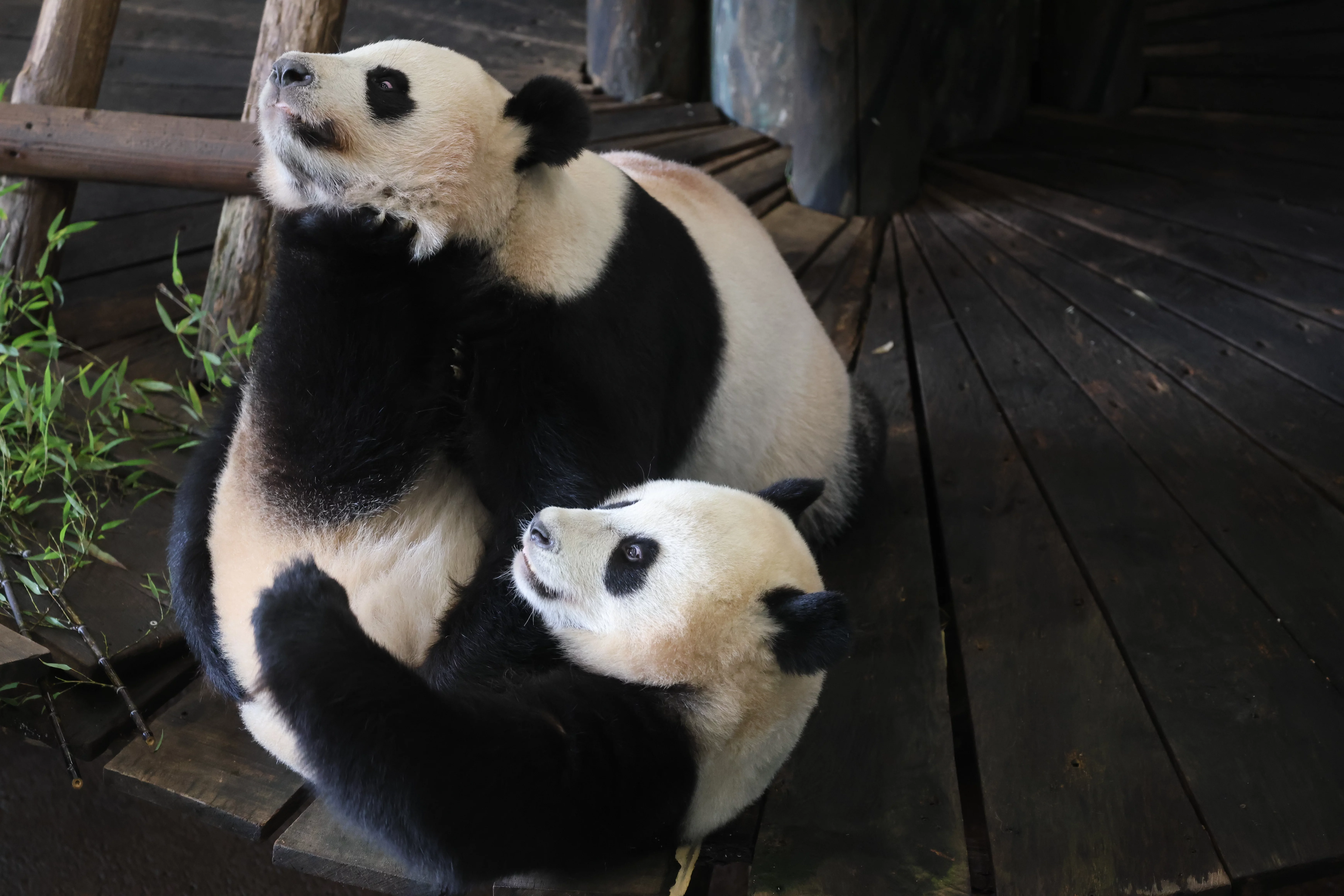 Ouwehands Dierenpark Rhenen