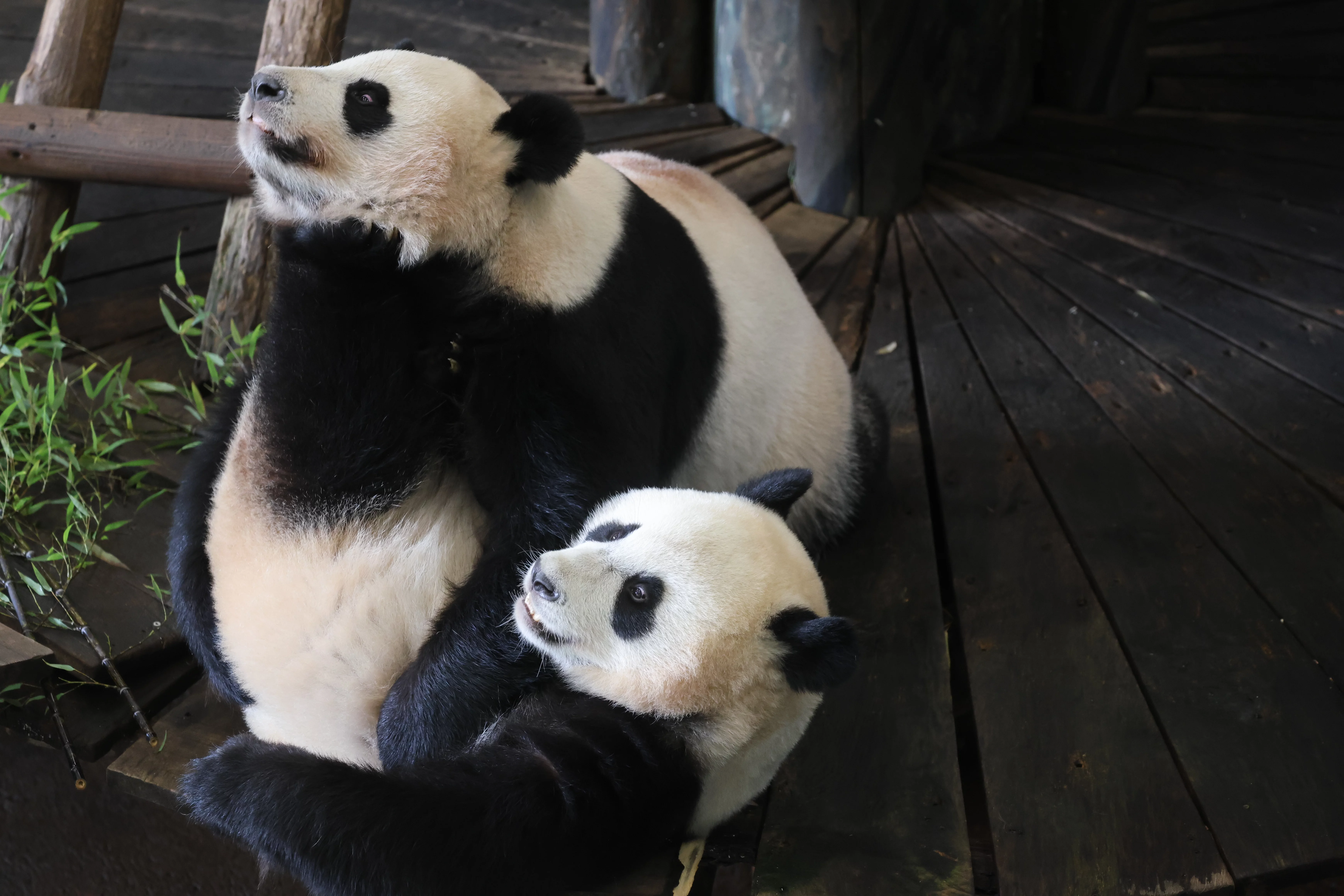 Ouwehands Dierenpark Rhenen