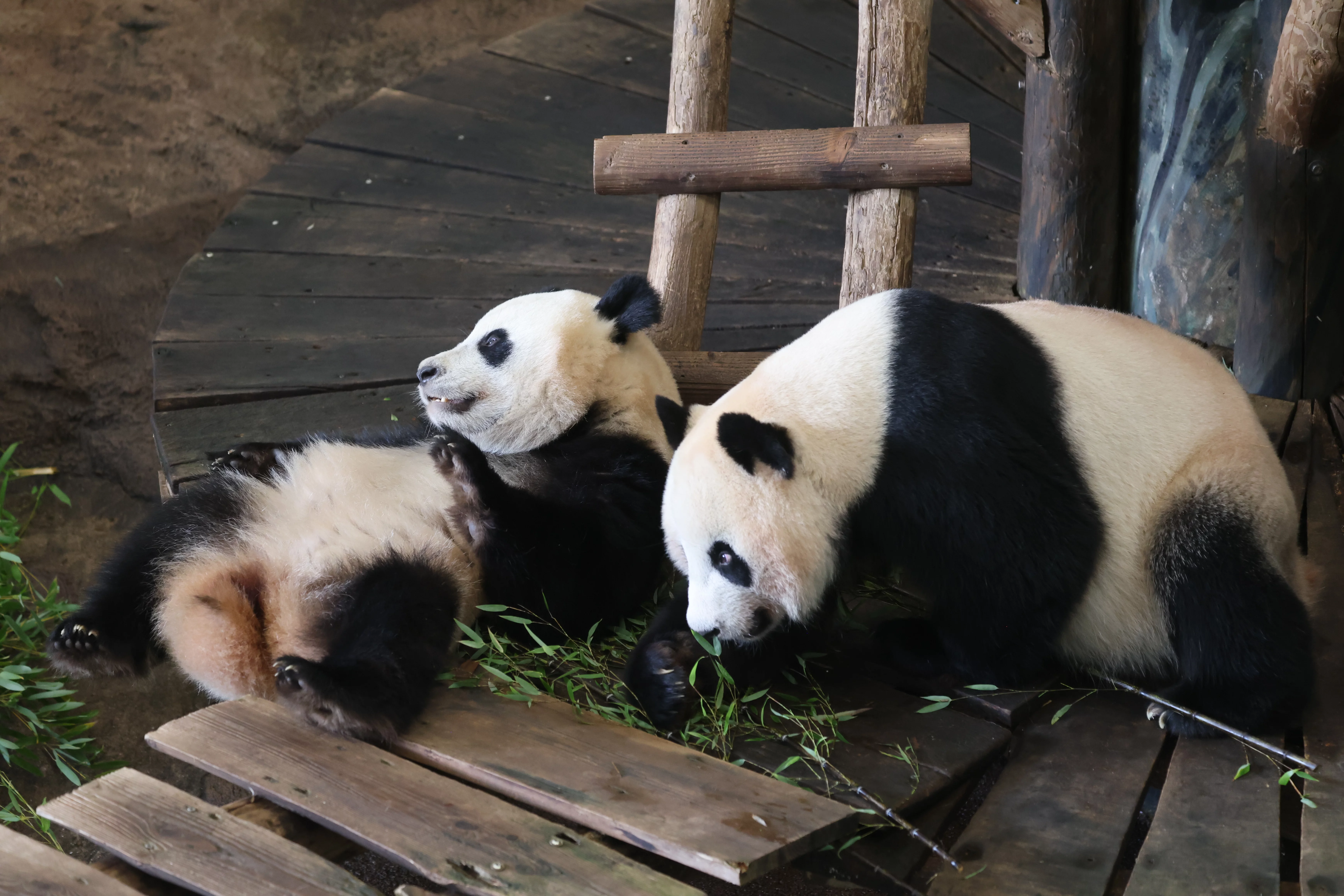 Ouwehands Dierenpark Rhenen