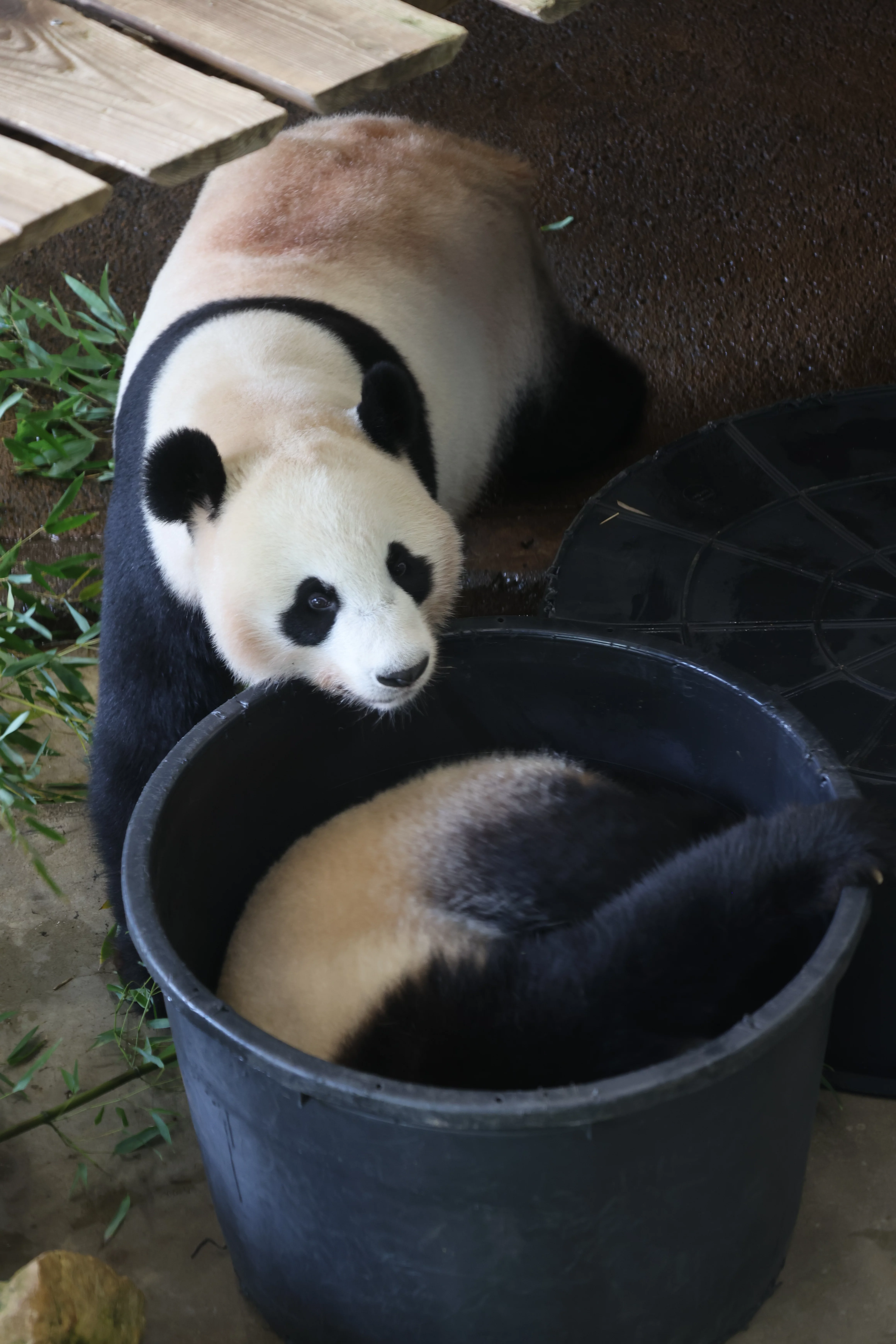 Ouwehands Dierenpark Rhenen