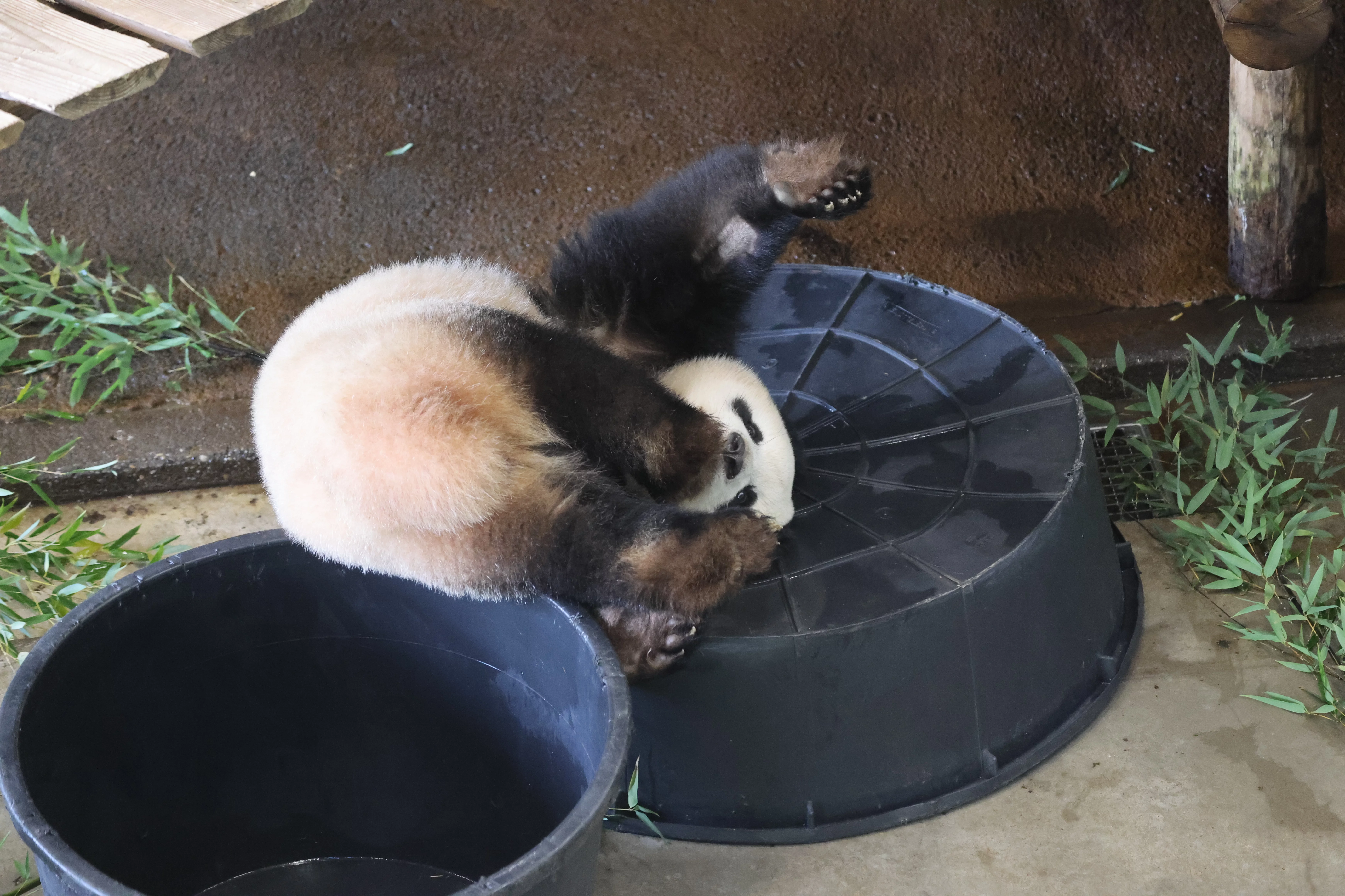 Ouwehands Dierenpark Rhenen