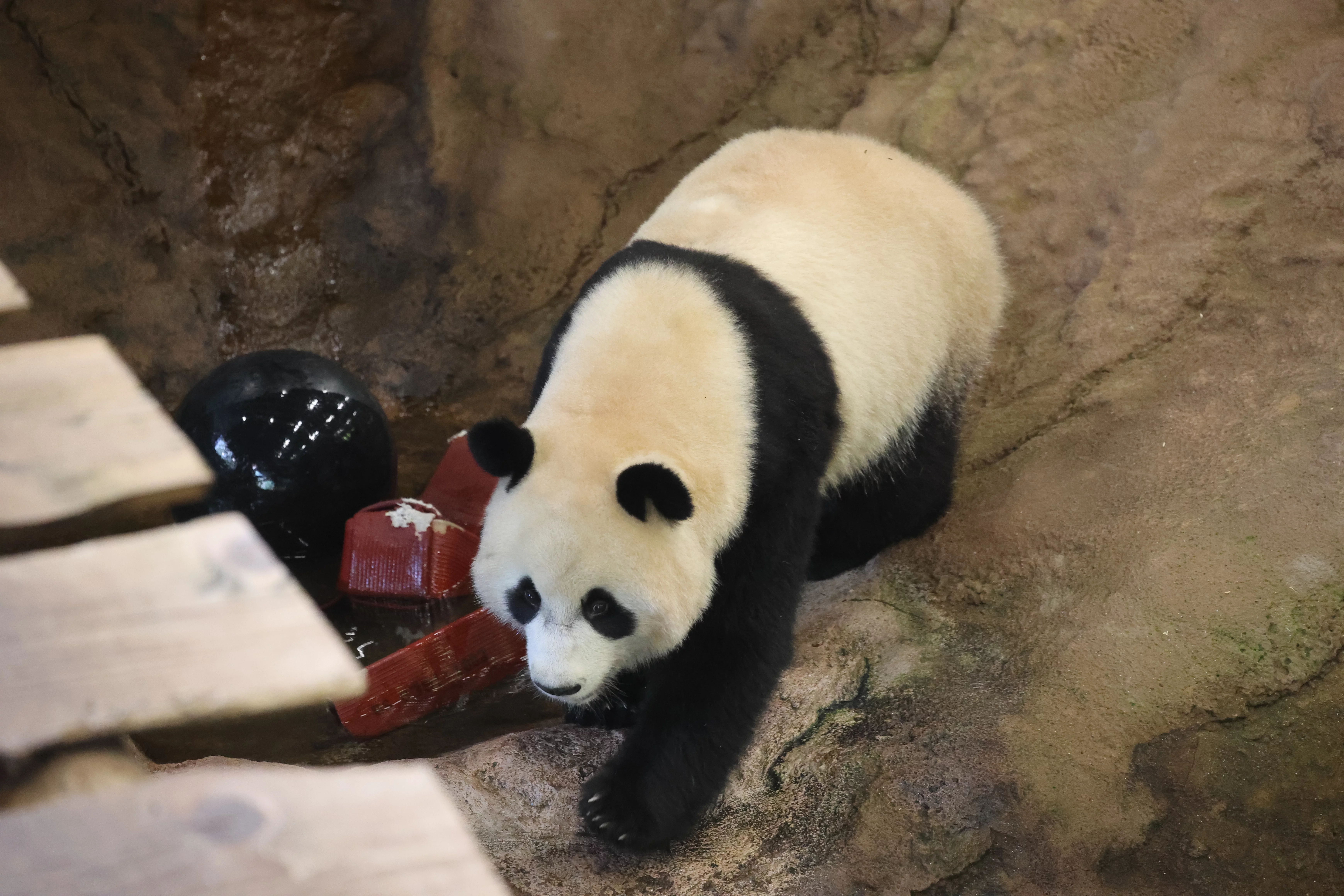 Ouwehands Dierenpark Rhenen