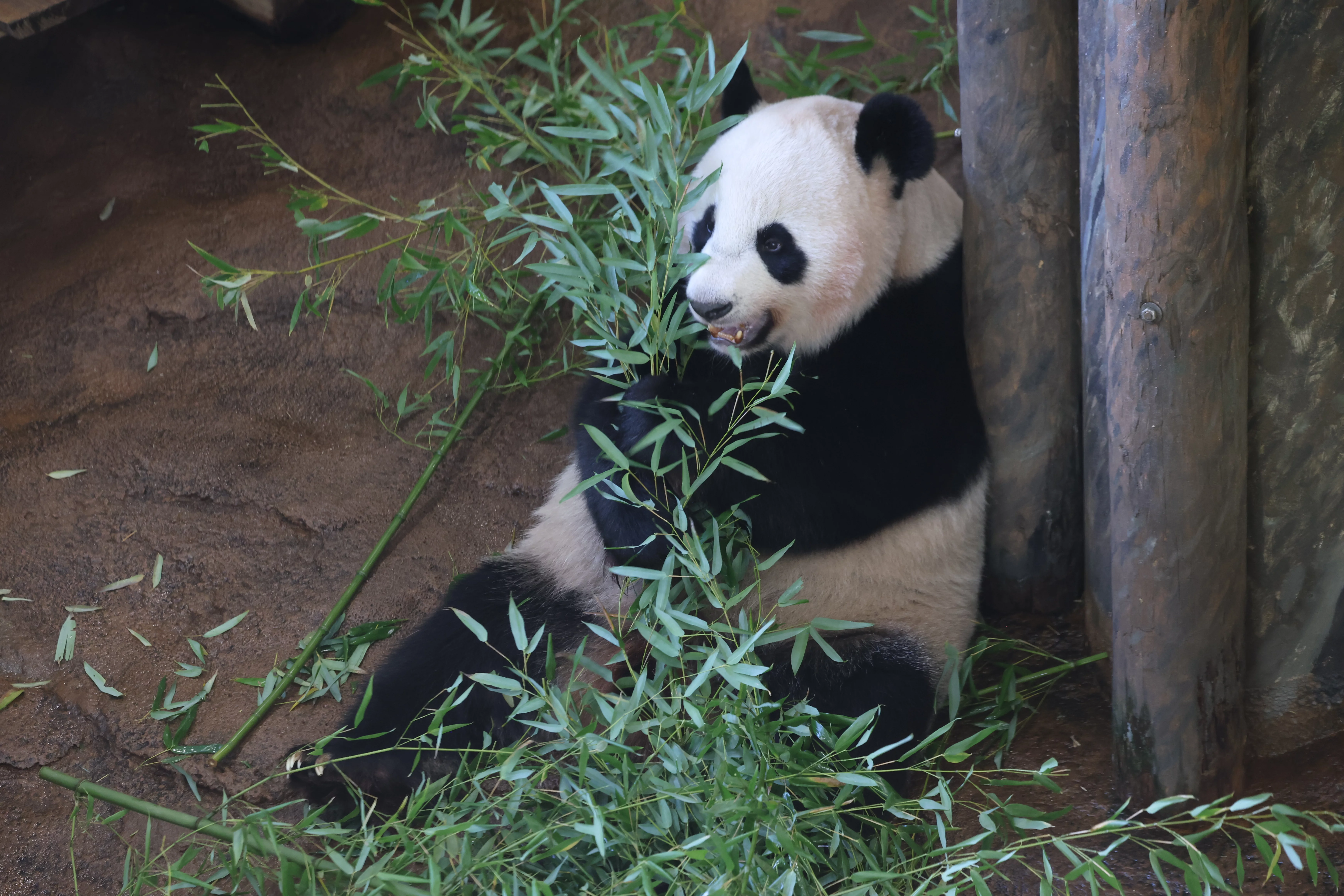 Ouwehands Dierenpark Rhenen