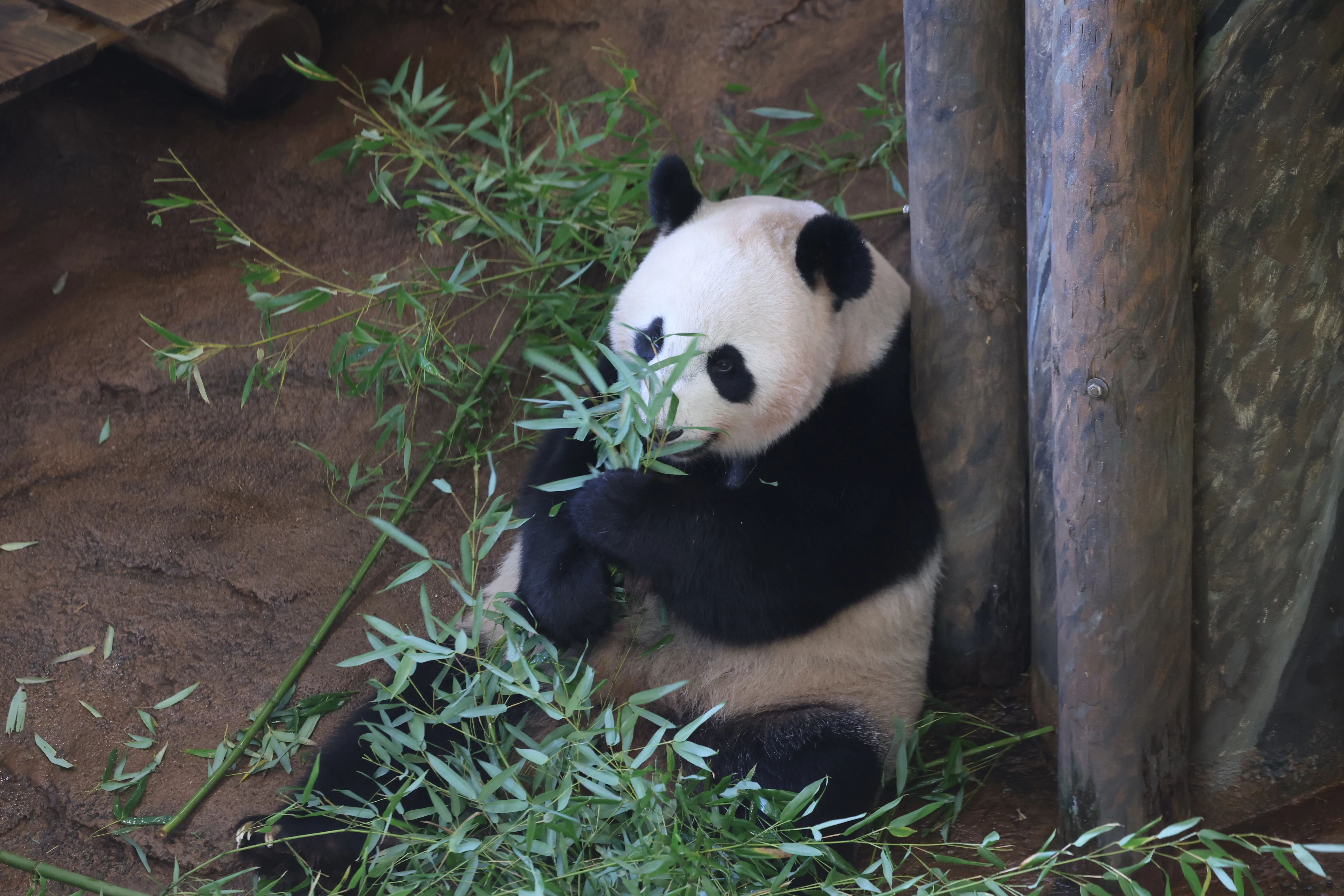 Ouwehands Dierenpark Rhenen