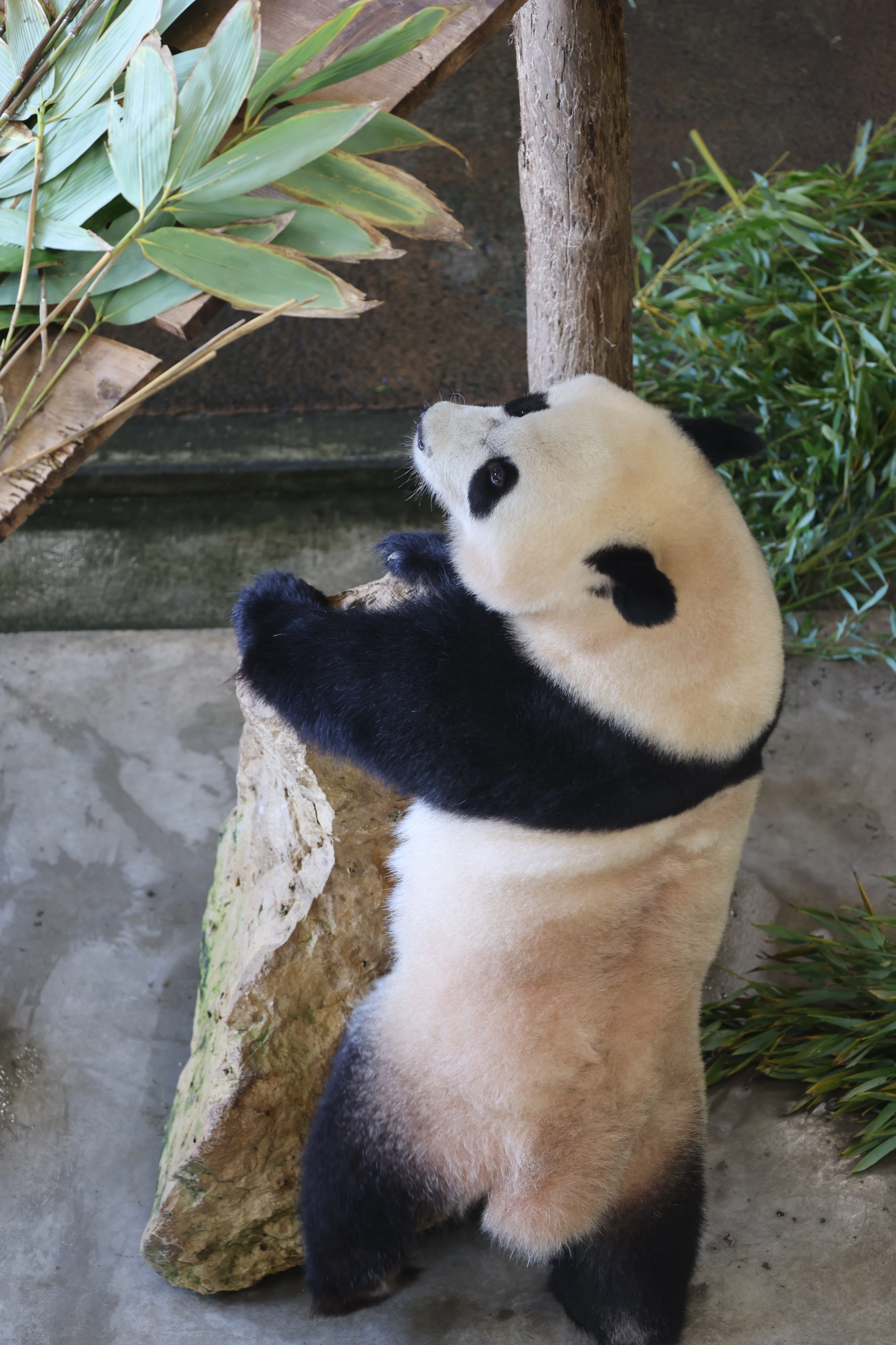 Ouwehands Dierenpark Rhenen