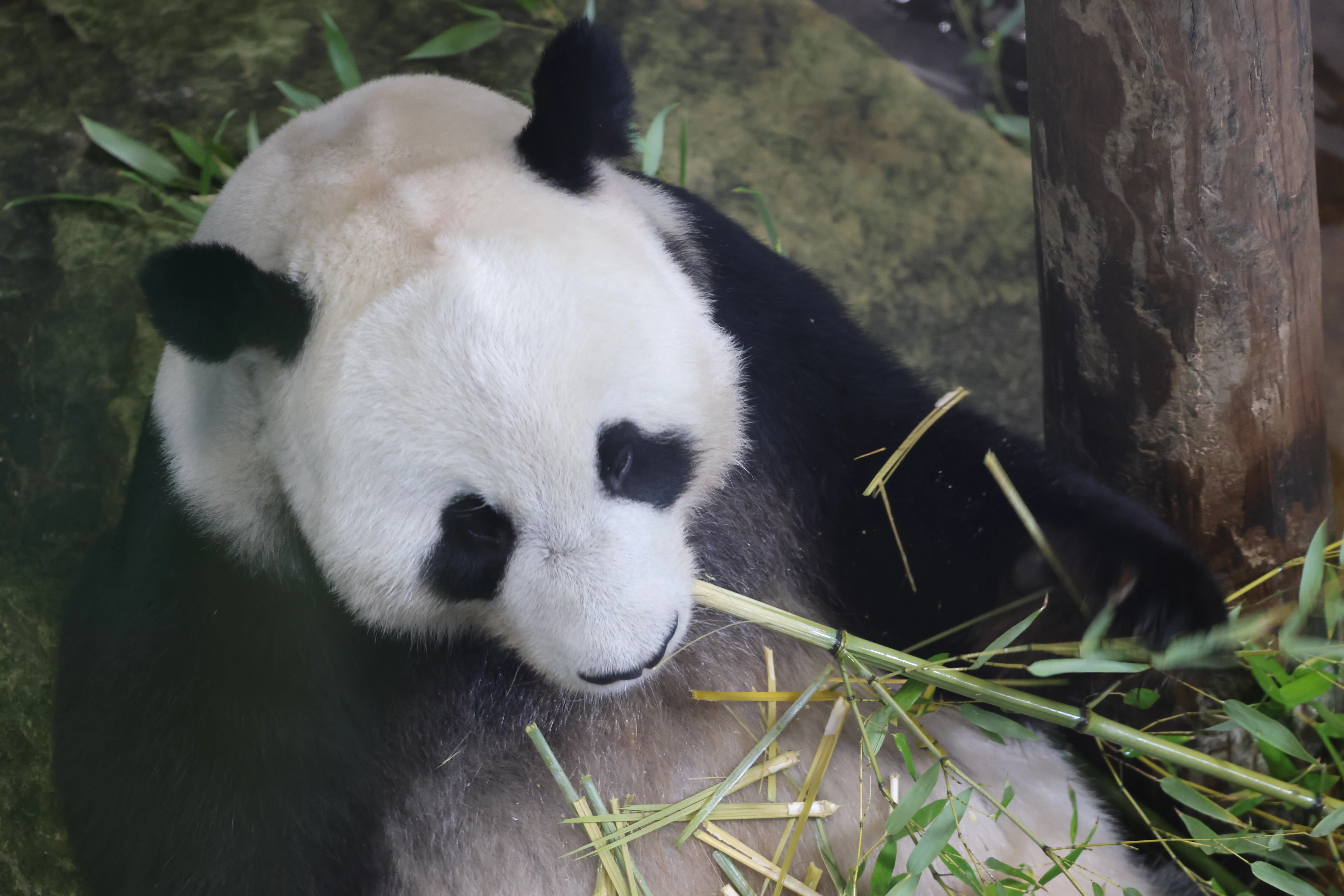Ouwehands Dierenpark Rhenen