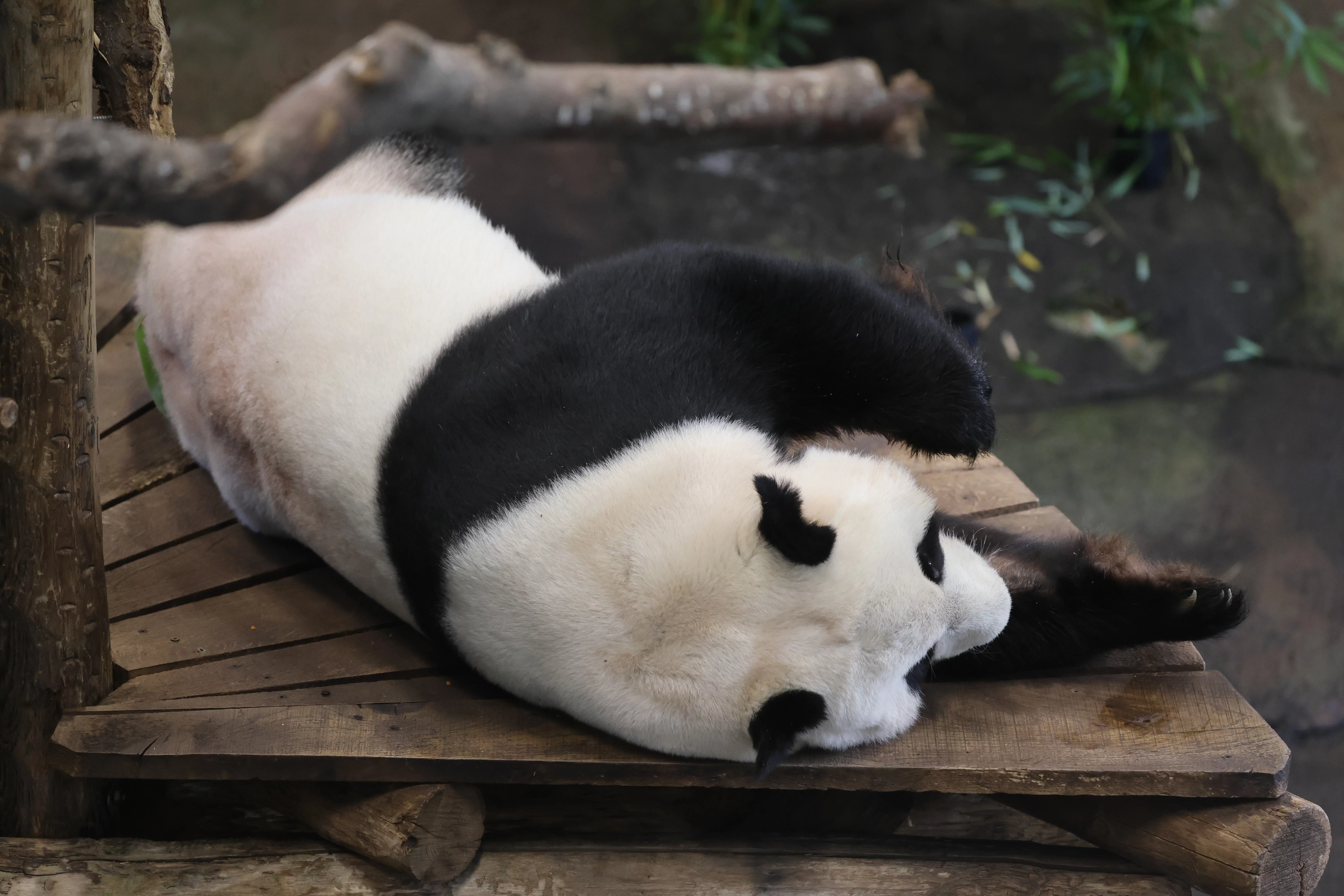 Ouwehands Dierenpark Rhenen