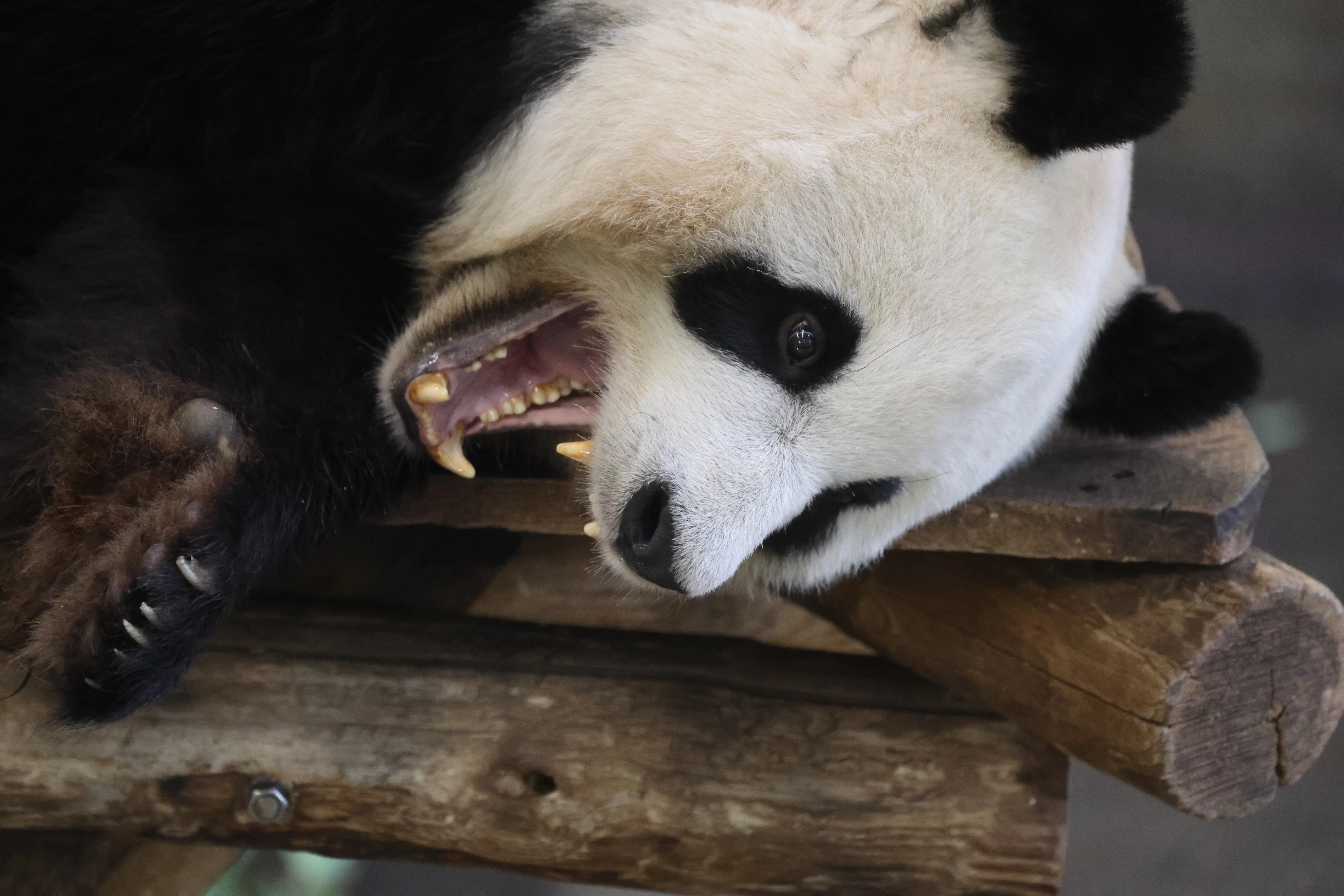 Ouwehands Dierenpark Rhenen