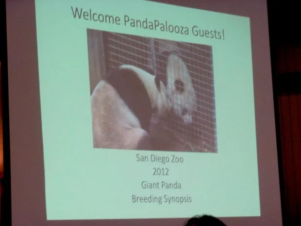 06_PandaPalooza_Presentation-620x465