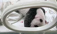 Zhang Kha on monitor