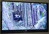 Zhang Kha on monitor