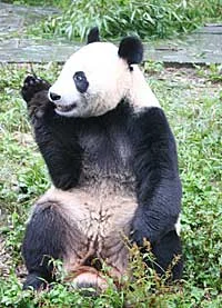 Tian Tian