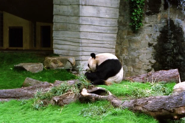 1987-05-28-09-28-Zoo-van-Antwerpen-Wan-Wan-Xi-Xi-003-620x412