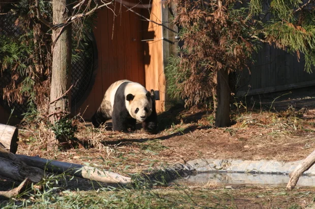 2006-02-21-National-Zoo-Tian-Tian-004
