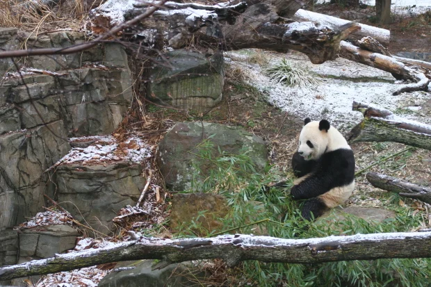 2006-02-22-National-Zoo-Tian-Tian-002