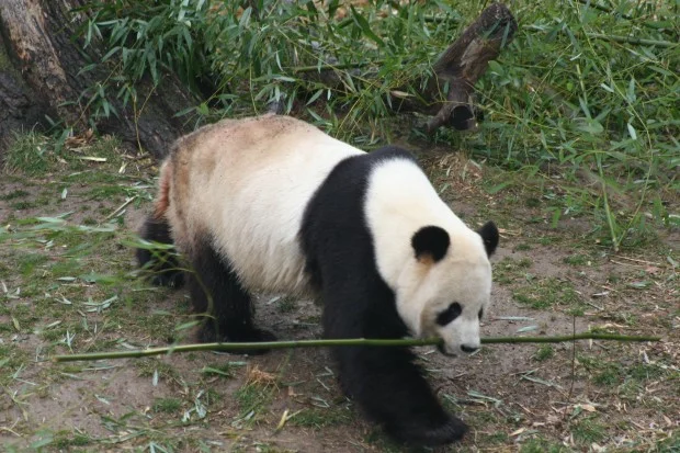 2006-02-22-National-Zoo-Tian-Tian-007-620x413