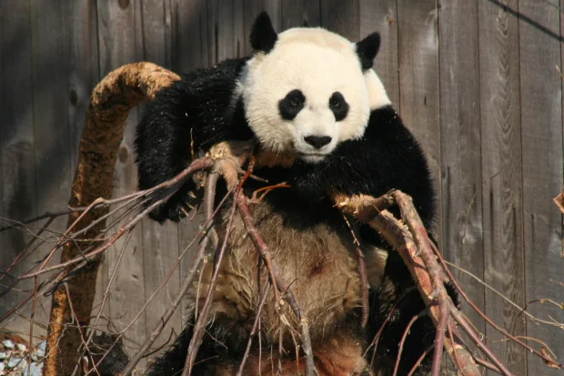 2006-02-23-National-Zoo-Mei-Xiang-Tai-Shan-048