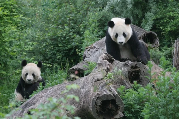 2006-05-21-Tiergarten-Schonbrunn-Zoo-Vienna-065-620x413