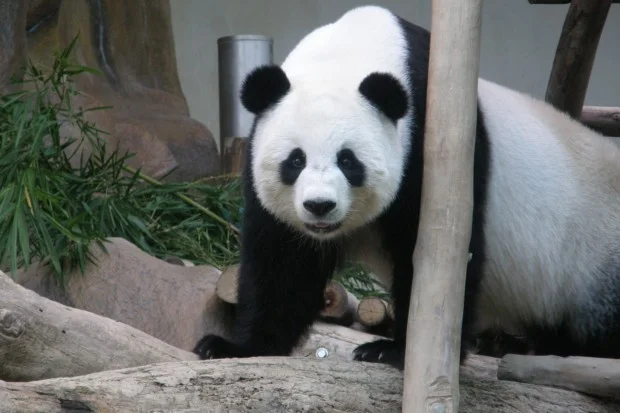 2007-08-05-Chiang-Mai-Zoo-006-620x413