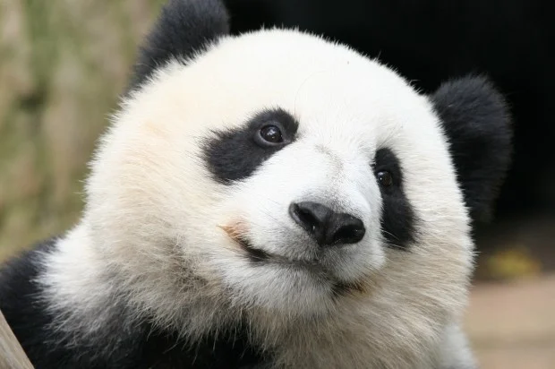 2007-10-05-San-Diego-Zoo-Su-Lin-027-620x412