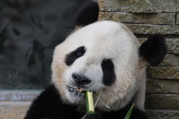 2008-05-09-Zoo-Madrid-Bing-Xing-014