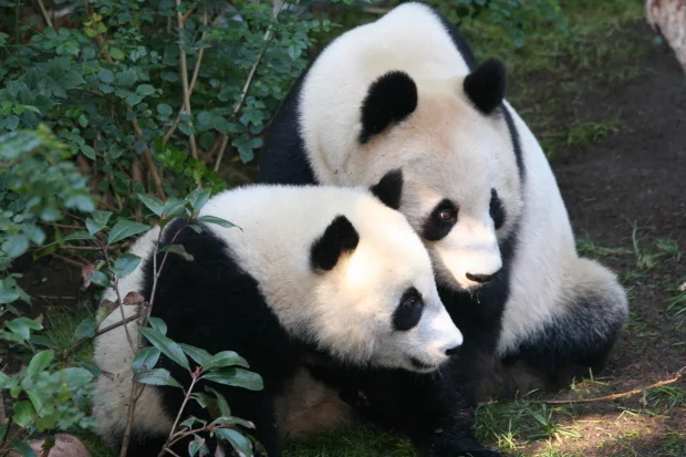 2009-01-05-San-Diego-Zoo-Bai-Yun-Zhen-Zhen-009