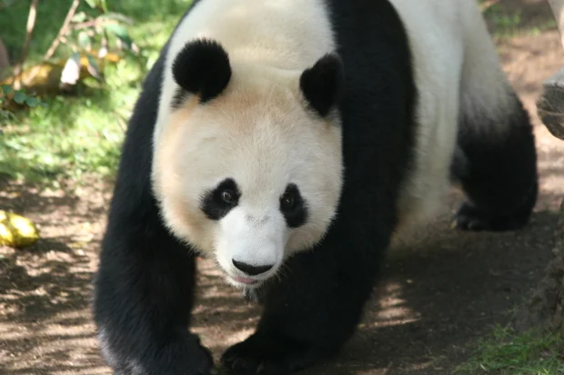 2009-01-05-San-Diego-Zoo-Bai-Yun-Zhen-Zhen-031-2